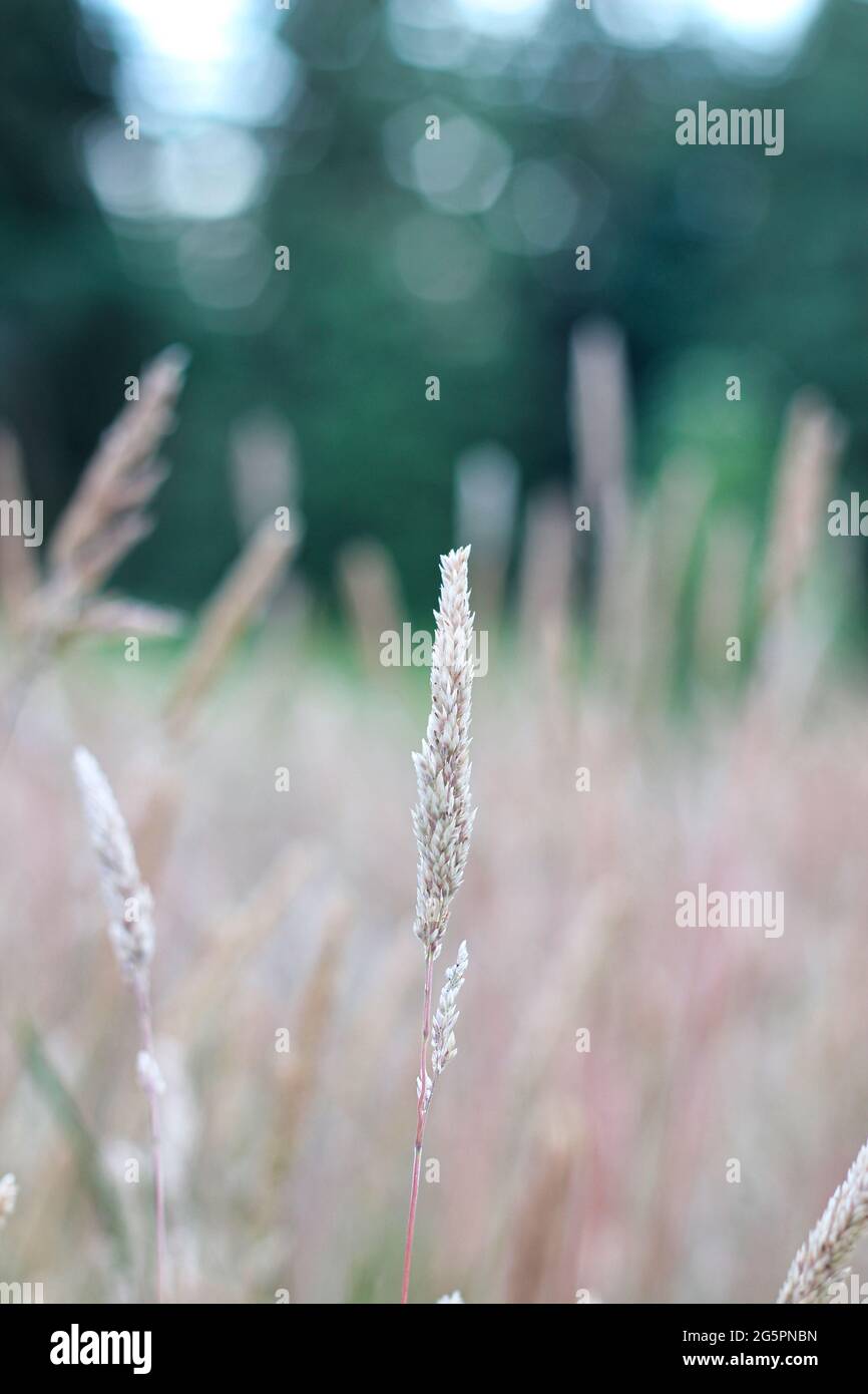 Alta erba festosa nelle prime ore del mattino prima dell'alba Foto Stock