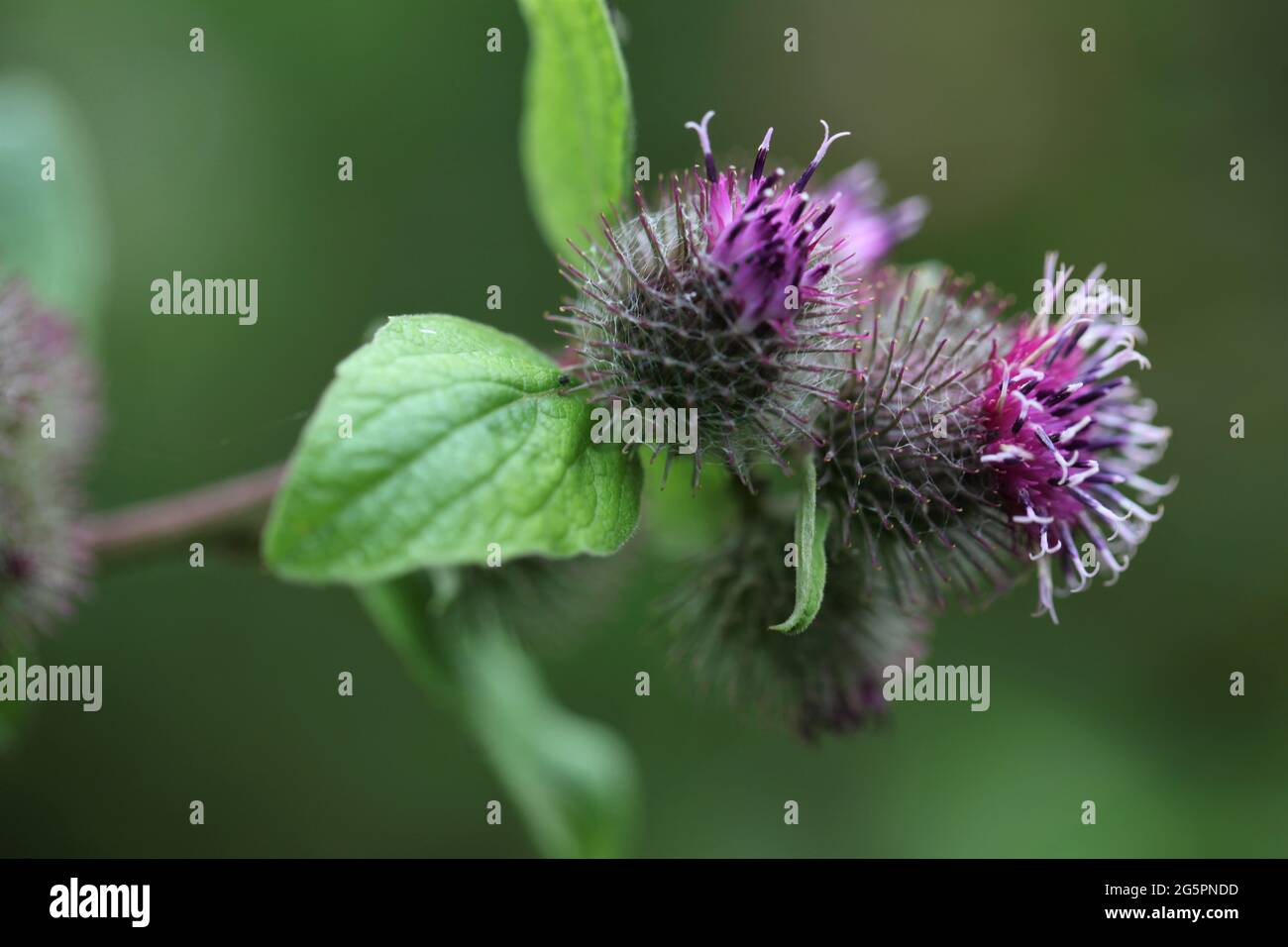 Natural World - primo piano di un'ape arbusto-carder / Bombus sylvarum che forava su un bordock Lesser a fiore viola / Arctium meno Foto Stock