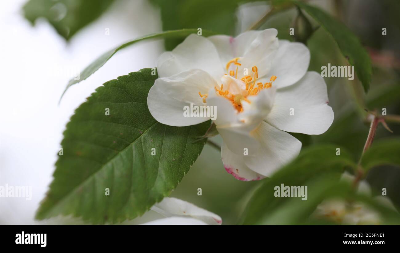 Primo piano di una Rosa Giapponese bianca / Rosa Rambling multiflora Foto  stock - Alamy