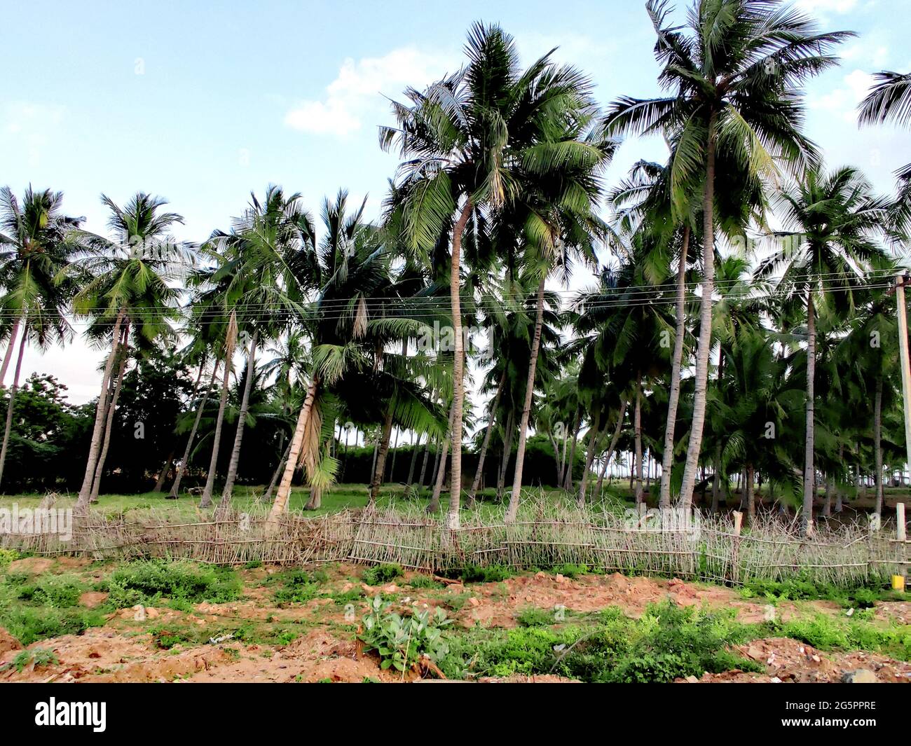 Molte palme sul mare a Chennai, tamilnadu, india Foto Stock