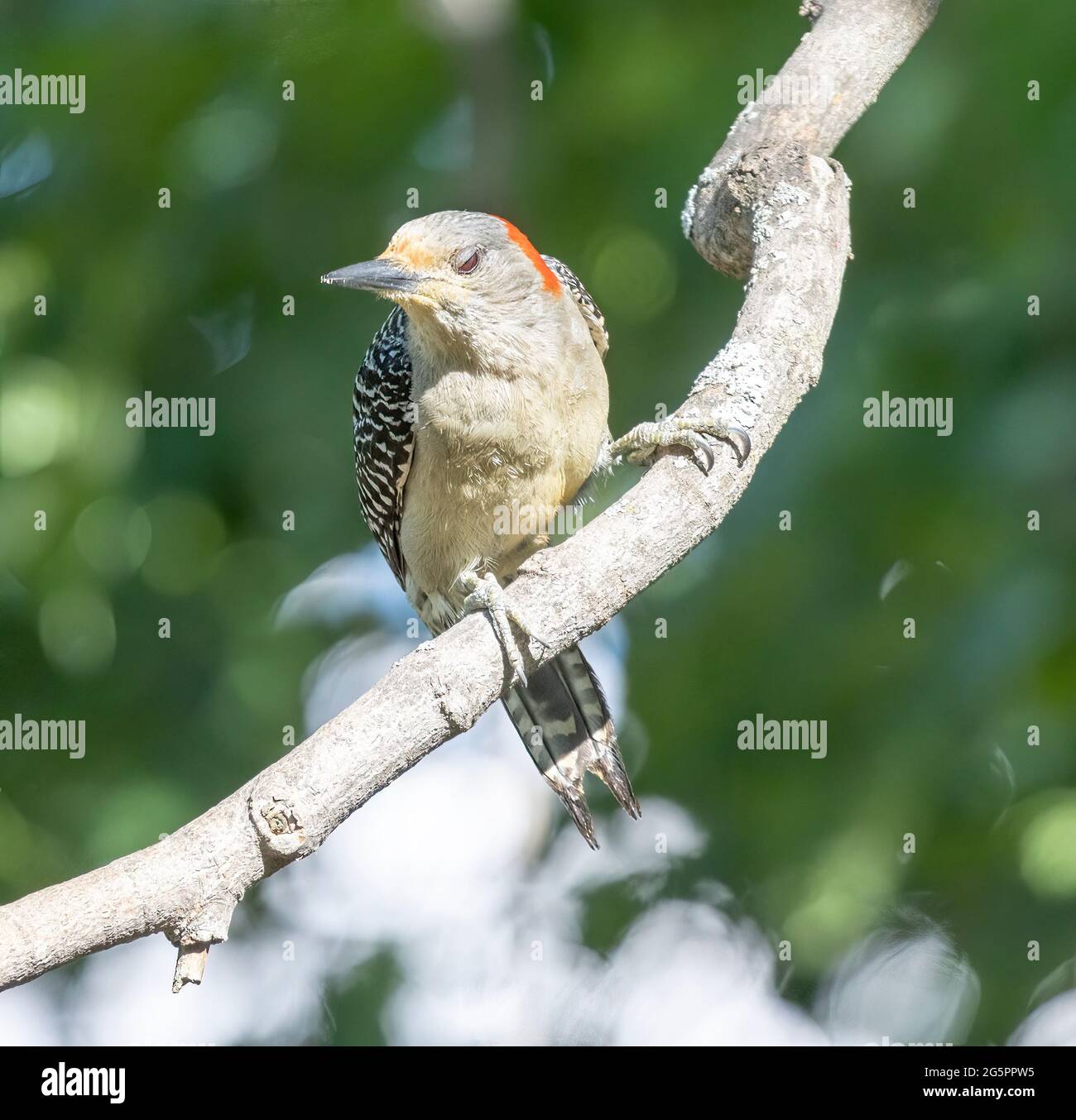 Picchio rosso (Melanerpes carolinus) arroccato su un ramo Foto Stock