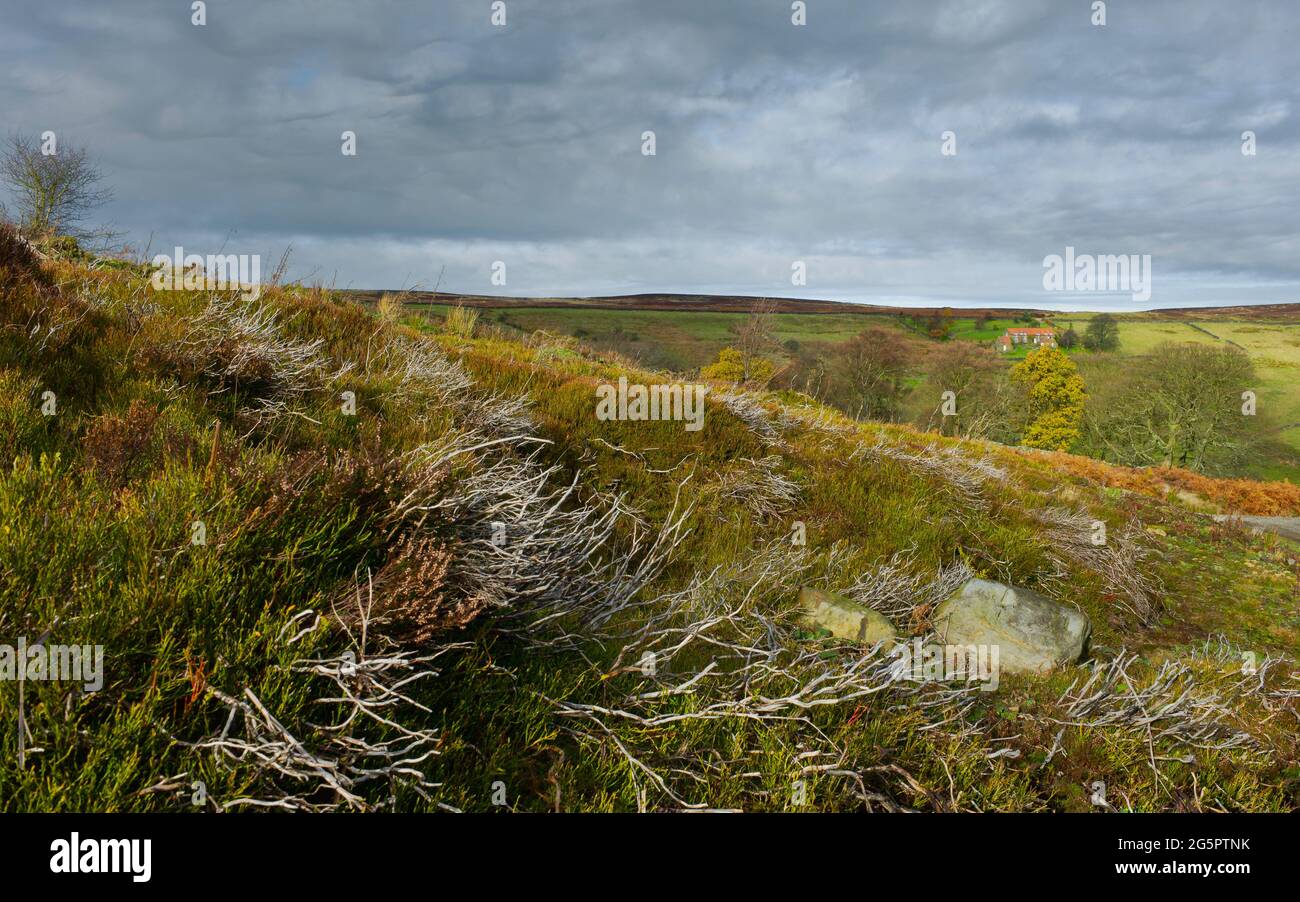 Aspra brughiera con fitta vegetazione, erbe e alberi sotto il cielo nuvoloso su luminoso pomeriggio autunnale vicino valle di Glaisdale, Yorkshire, Regno Unito. Foto Stock