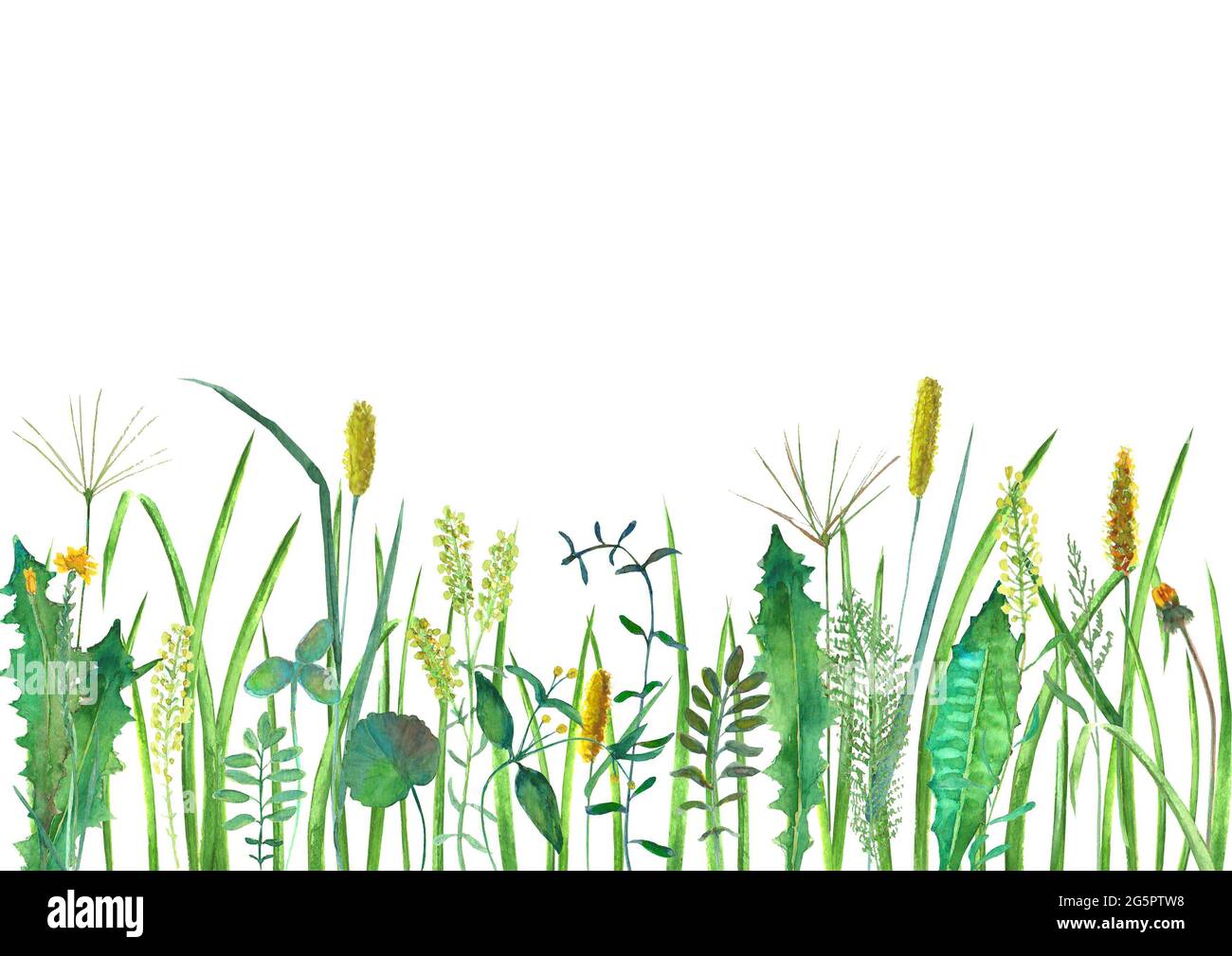 Fiori selvatici prati, erbe, erbe. Acquerello disegnata a mano illustrazione botanica su sfondo bianco. Acquerello ornamento floreale a base di erbe. Orizzontale Foto Stock