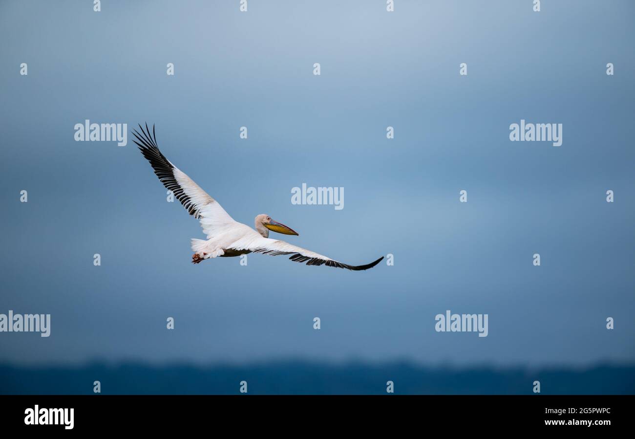 Grande Pelican bianco in volo. Il grande pellicano bianco Foto Stock