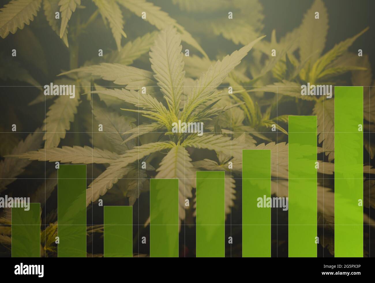 Grafici indicatori degli investimenti di cannabis marijuana. Il concetto di una società o di un mercato azionario di esportazioni di marijuana per uso medico. Collage di foto Foto Stock