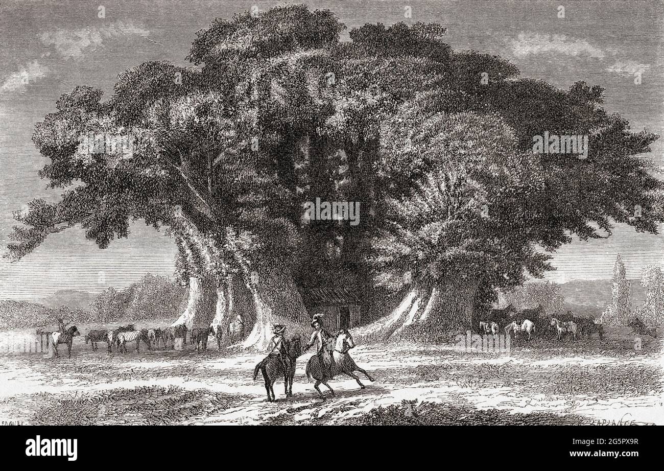 La Castagna dei cento cavalli, il più grande e più antico castagno conosciuto al mondo forse tra i 2,000 e i 4,000 anni, si trova a Sant'Alfio, sul versante orientale dell'Etna, Sicilia, Italia. Un castagno dolce, è elencato nel Guinness World Records come il 'più grande albero Girth mai', con una circonferenza di 57.9 m (190 piedi) quando è stato misurato nel 1780. Sopra terra, l'albero da allora è diviso in più grandi tronchi, ma sotto terra, questi tronchi ancora condividono le stesse radici. Secondo la leggenda una regina di Aragona e la sua compagnia di 100 cavalieri, durante un viaggio all'Etna, erano c. Foto Stock