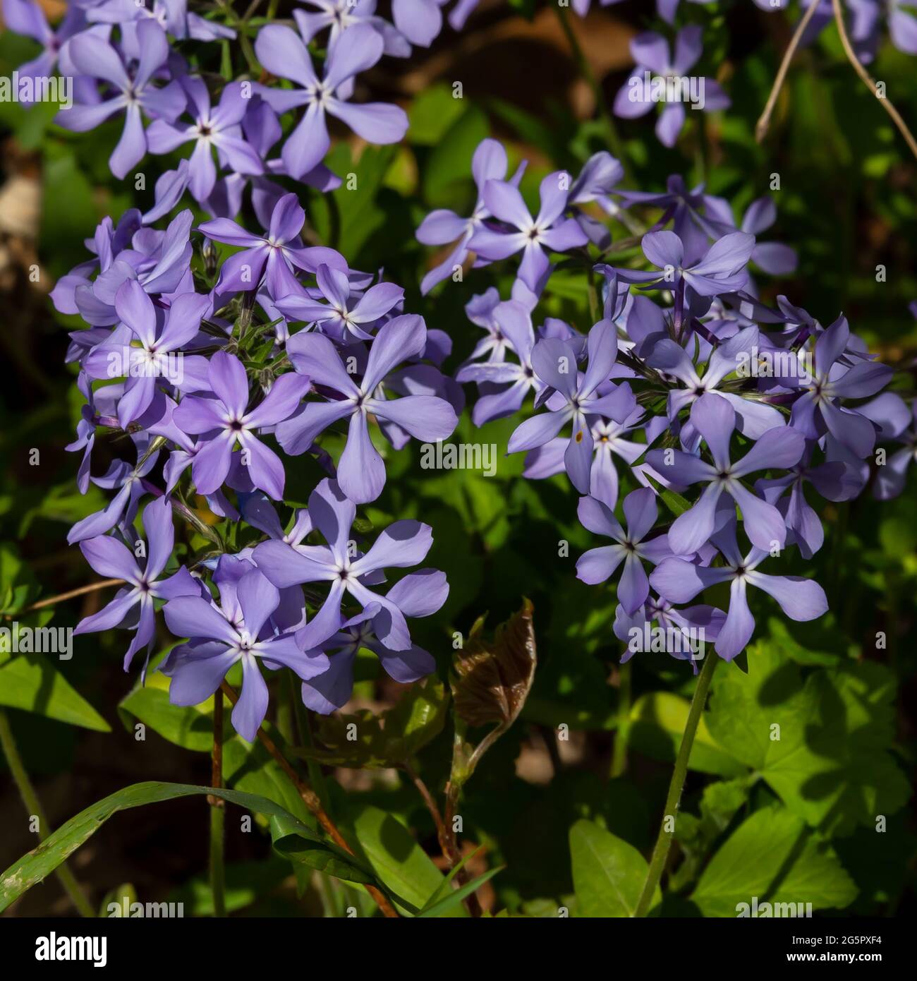 Fiori selvatici di flox vicino al sentiero natura Rothchild. Foto Stock