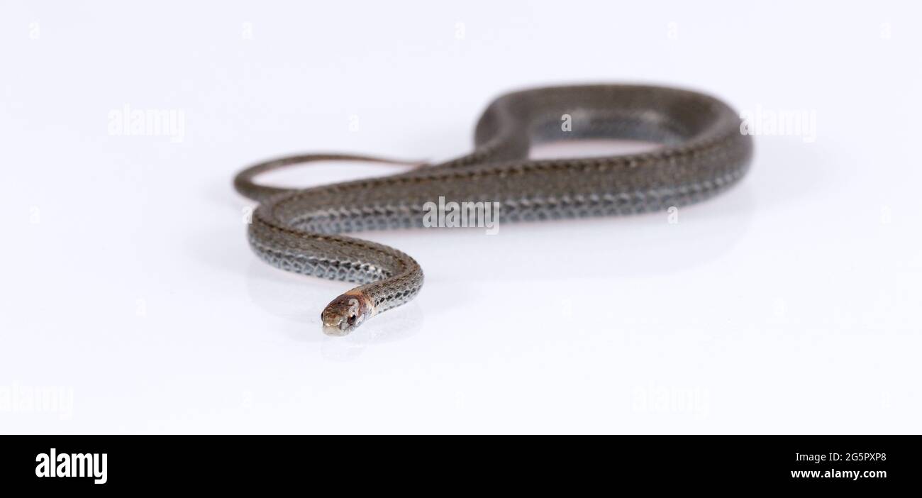 Serpente a collo di anello comune isolato su sfondo bianco Foto Stock