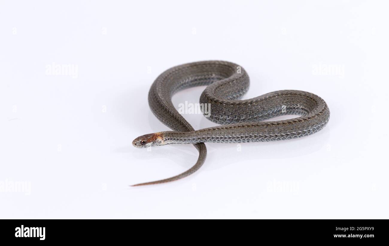 Serpente a collo di anello comune isolato su sfondo bianco Foto Stock
