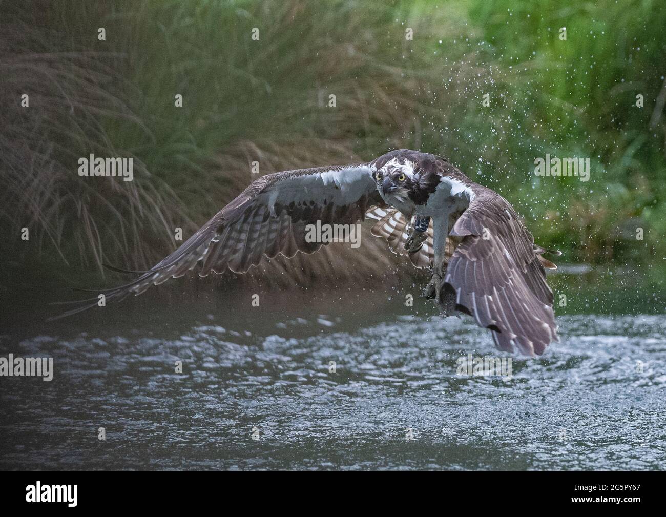 Testa su colpo di un Osprey (Pandion haliaetus) come solleva il suo pescato dall'acqua . Rutland, Regno Unito. Foto Stock