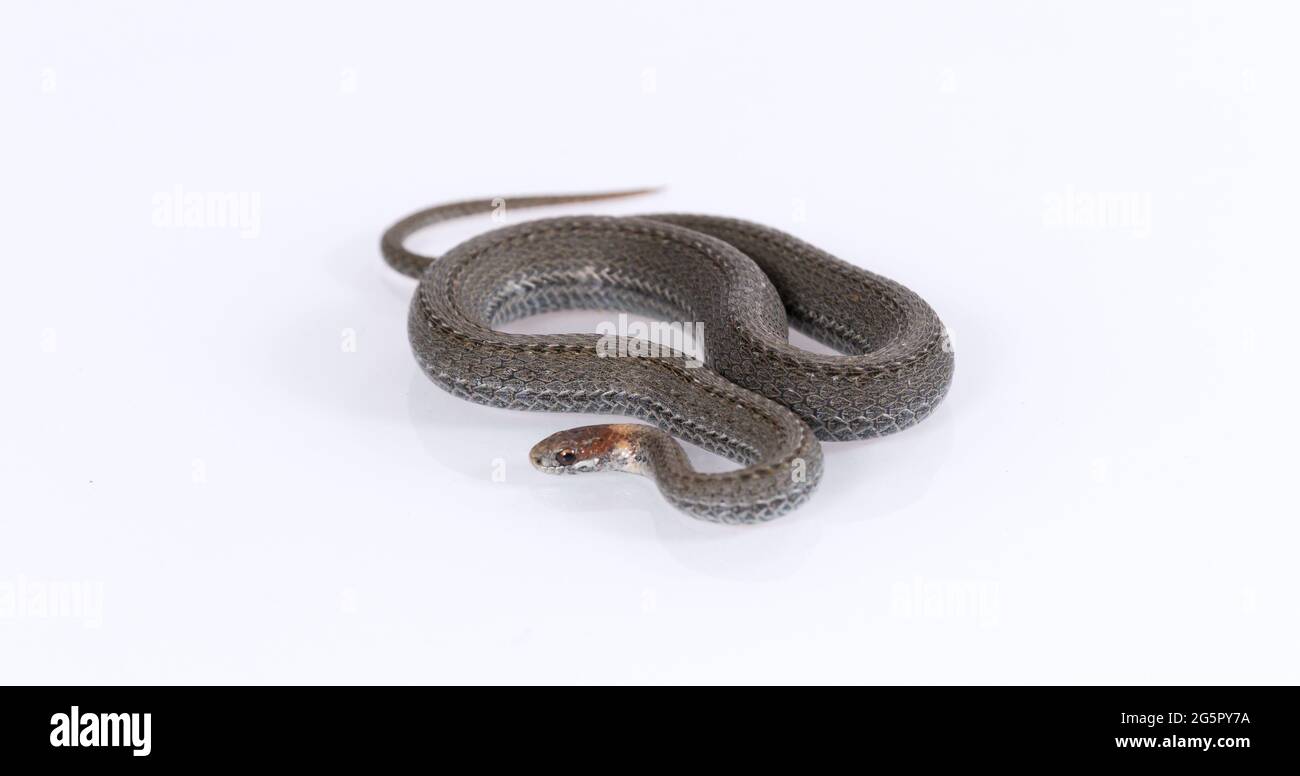 Serpente a collo di anello comune isolato su sfondo bianco Foto Stock