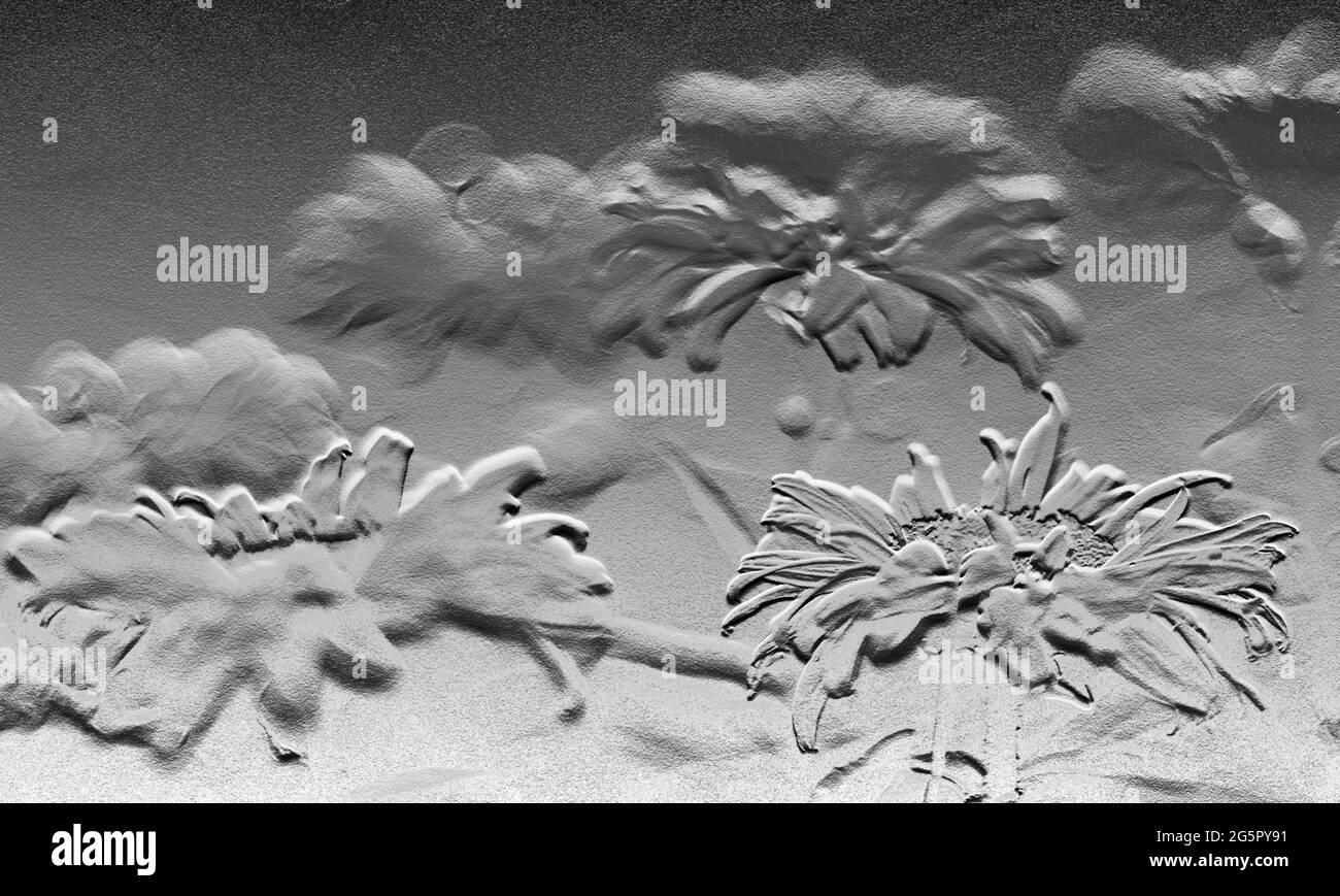 Vista sui fiori di Daisy in un giardino Foto Stock