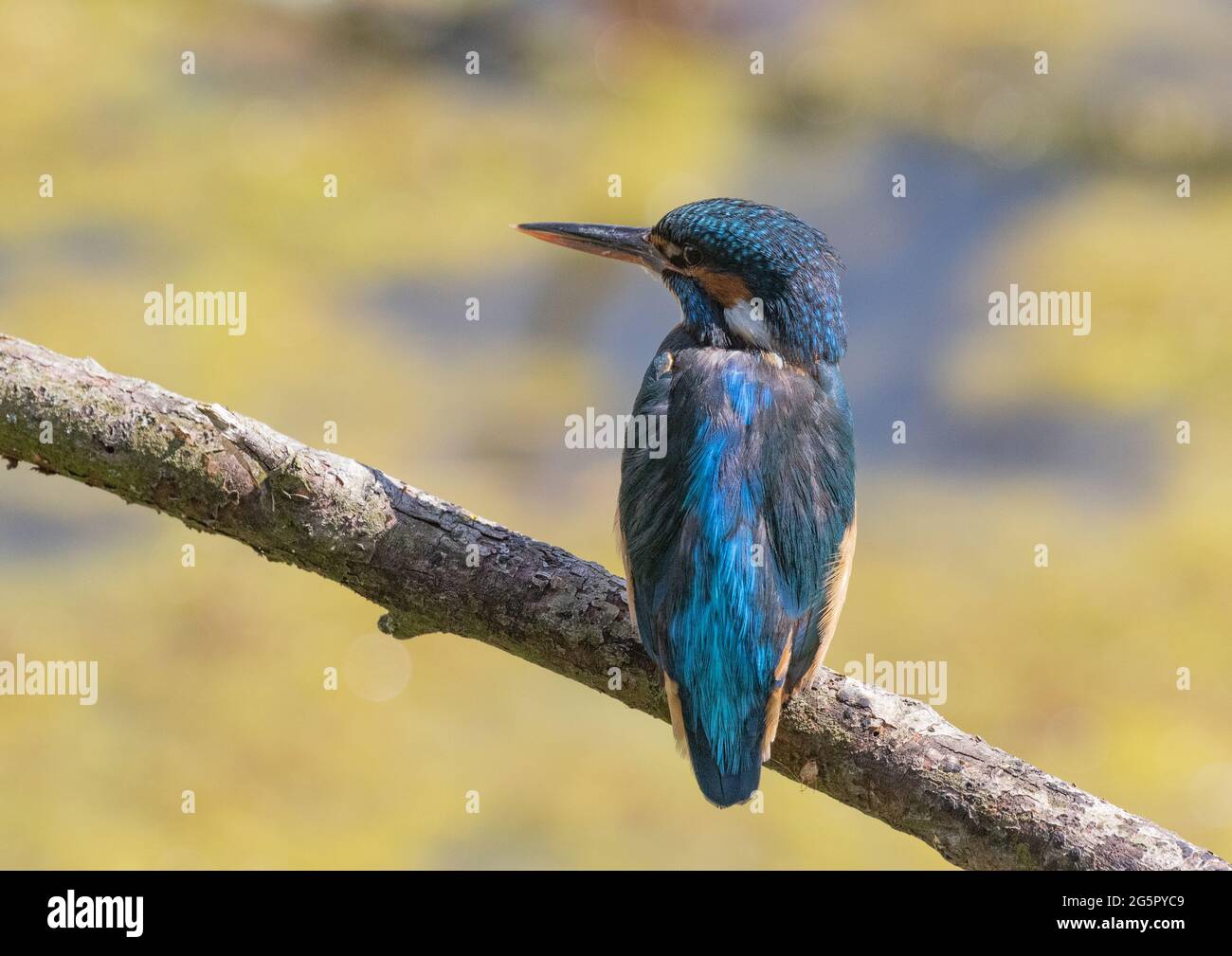 Vista posteriore delle belle piume iridescenti su questa femmina Kingfisher - Suffolk, UK. Foto Stock