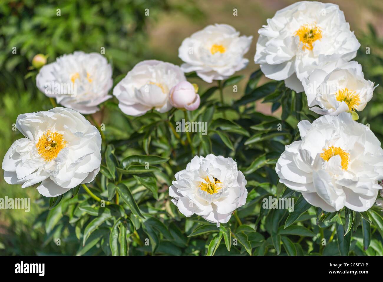 Peony Chalice Saunders, 1929 USA - magnifici fiori che sembrano un piatto bianco, composto da petali inferiori, piegati ad angolo retto e situati sopra Foto Stock