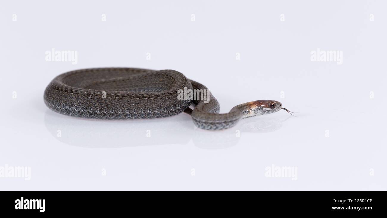Serpente a collo di anello comune isolato su sfondo bianco Foto Stock