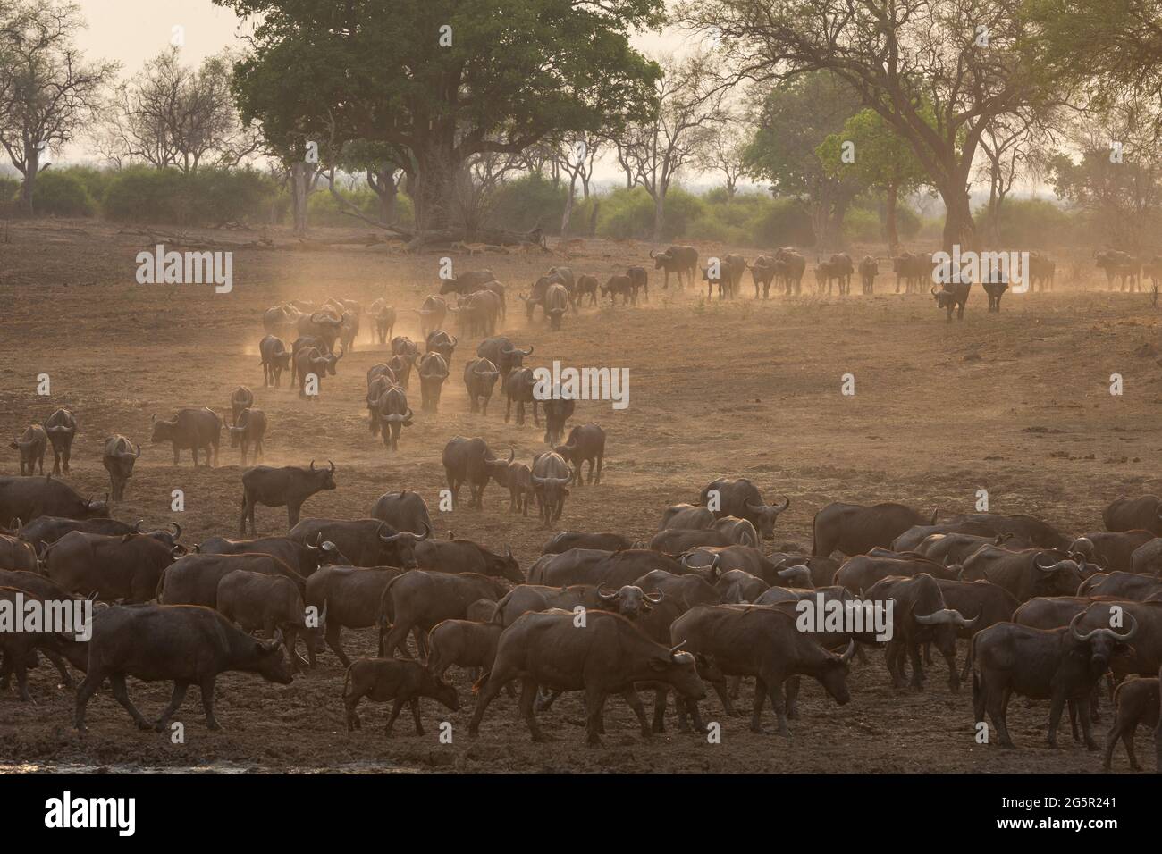 Era 1000-a-1, ma il leone ha volato le sue probabilità a bagging brekkie. ZAMBIA: QUESTA LEONESSA è stata lasciata correre per la sua vita quando l'un-mille-cinque-h Foto Stock