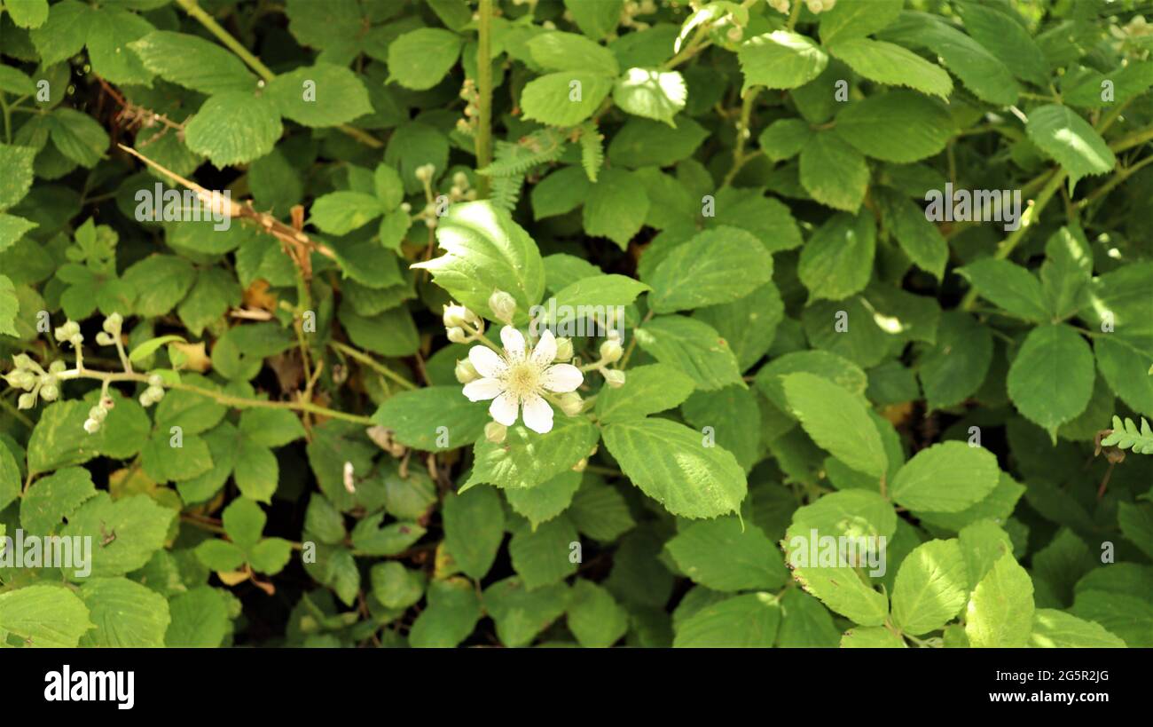Fotografia di vita still, vita di natura, vita tranquilla, alberi Fiori boschi Foto Stock