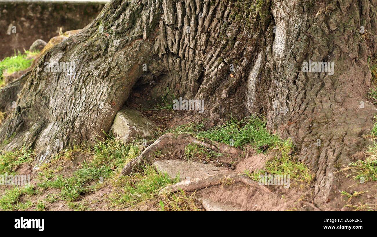 Fotografia di vita still, vita di natura, vita tranquilla, alberi Fiori boschi Foto Stock