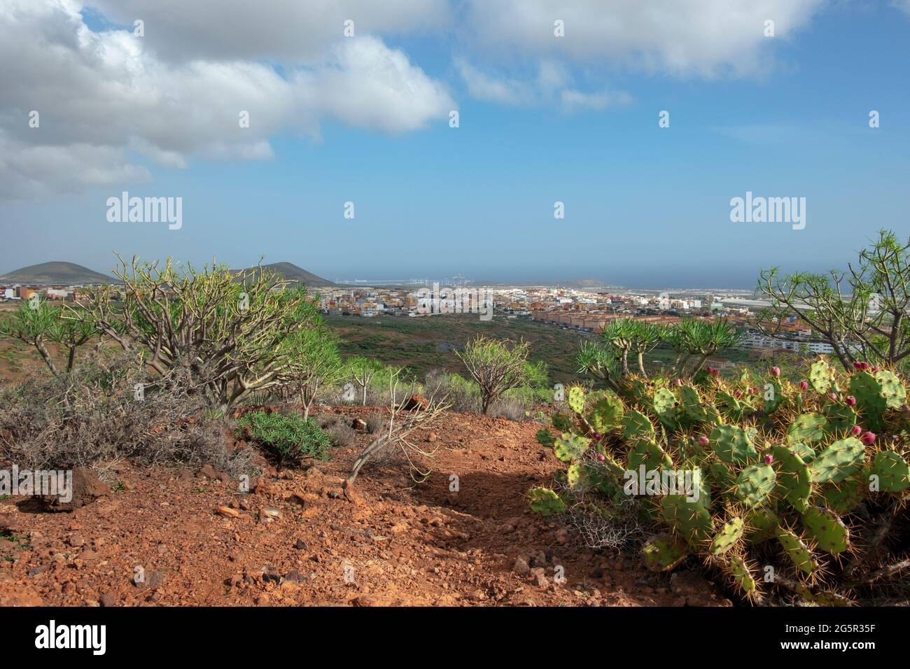 Sentiero accidentato attraverso la tipica flora endemica delle Canarie, come Euphorbia e Opuntia cactus, percorso a piedi o trekking sulle alte colline vulcaniche Foto Stock
