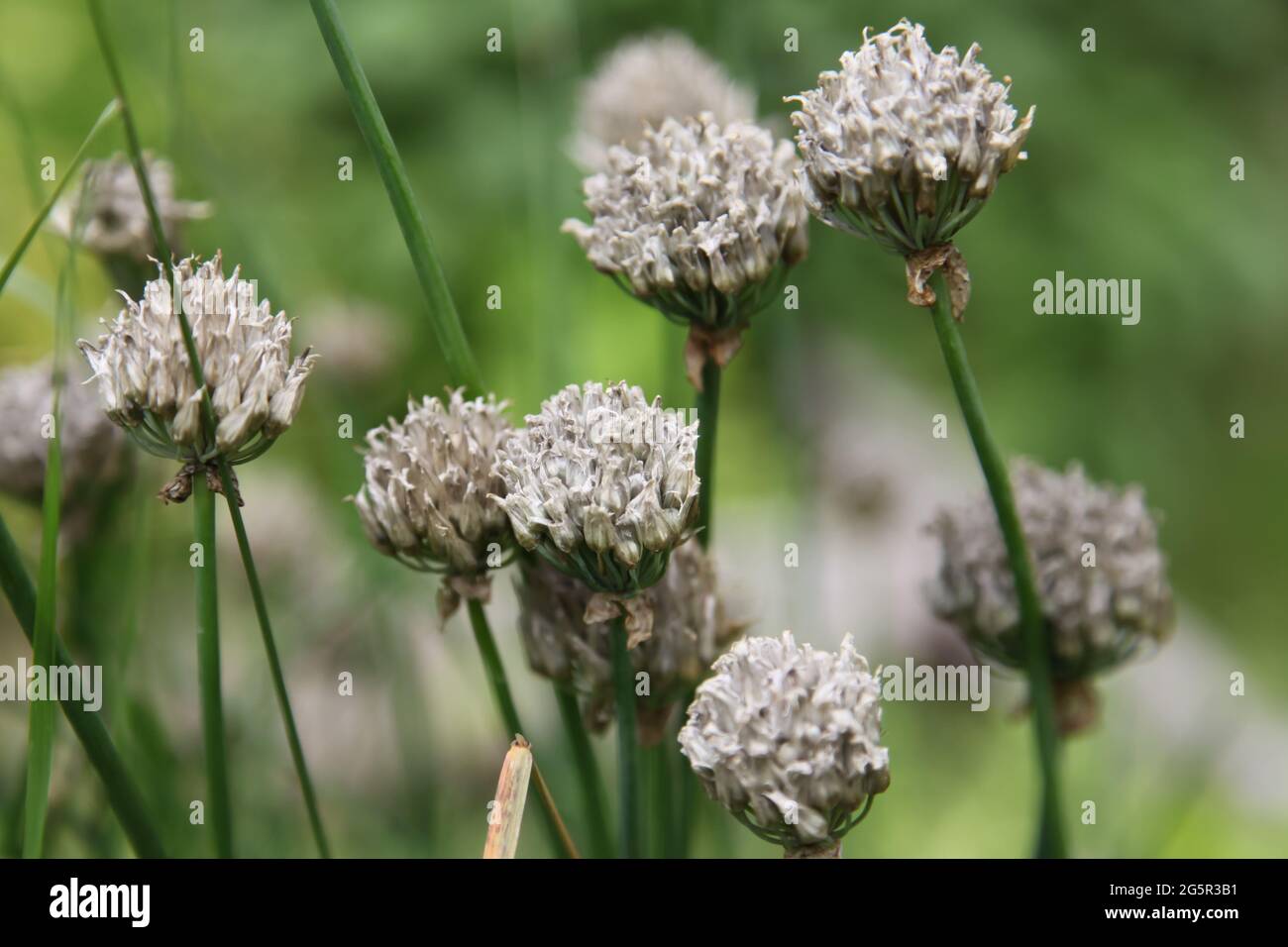 Erbe perenni che richiedono deadheading, tempo di deadhead chive 'Allium schoenoprasum' fiori nel giardino del Regno Unito, estate 2021 giugno Foto Stock