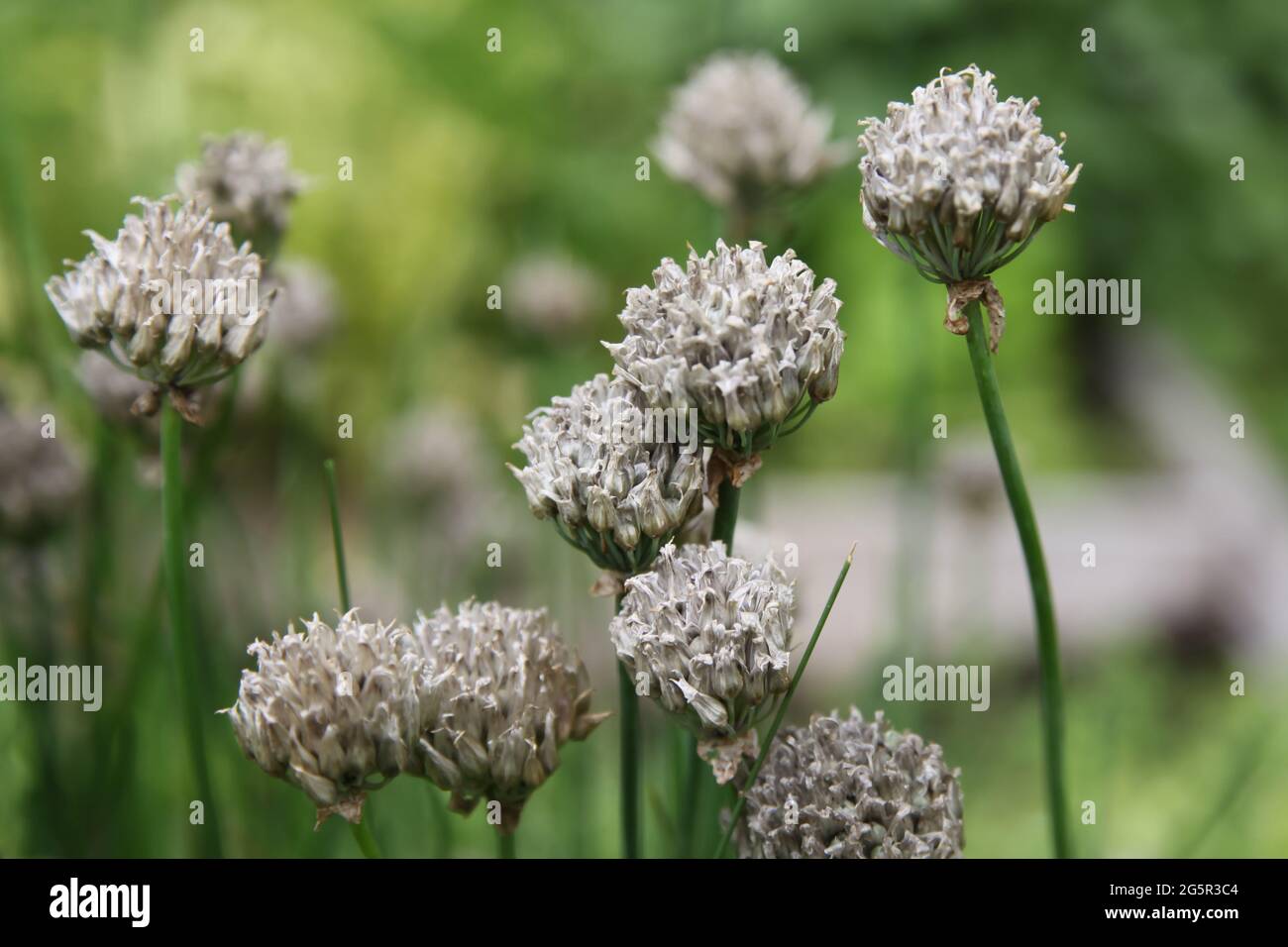 Erbe perenni che richiedono deadheading, tempo di deadhead chive 'Allium schoenoprasum' fiori nel giardino del Regno Unito, estate 2021 giugno Foto Stock