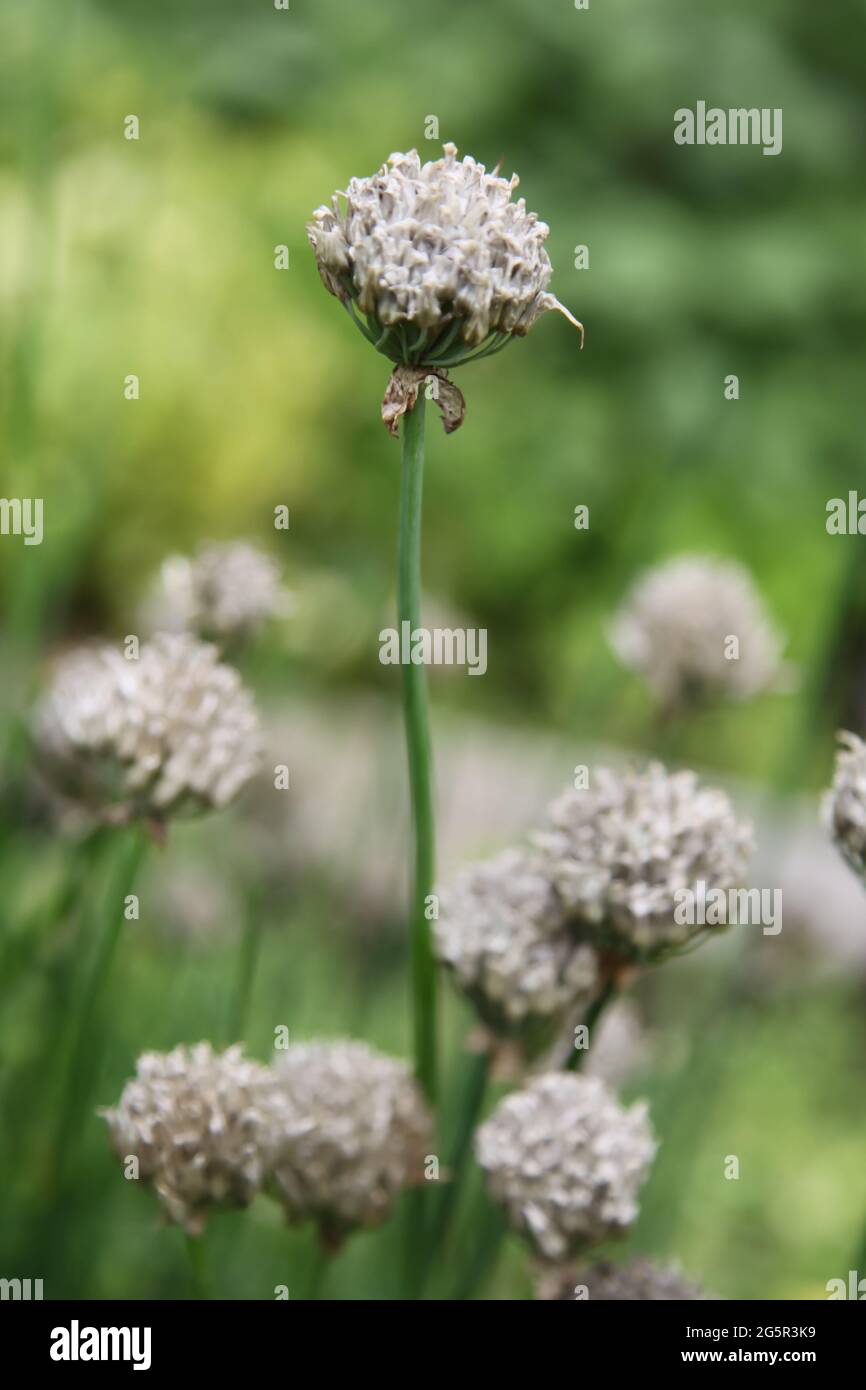 Erbe perenni che richiedono tempo di deadheading per deadhead fiori di erba cipollina nel giardino del Regno Unito, estate giugno 2021 Foto Stock