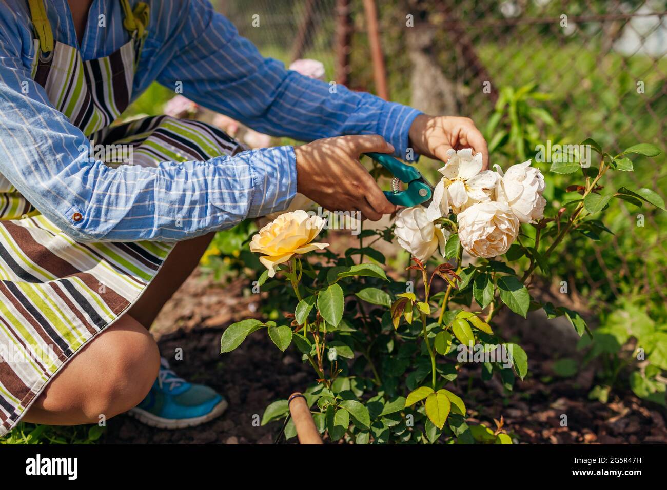 Donna deadheading rose inglesi nel giardino estivo. Giardiniere che taglia i fiori secchi fuori con potatore. Foto Stock
