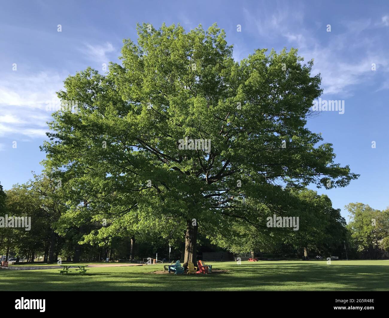 Foto di paesaggio di un vecchio albero frondoso con alcune sedie sotto in una giornata di sole. Foto Stock