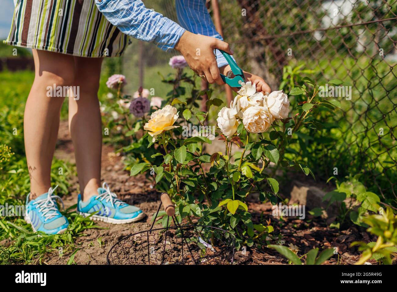 Donna deadheading Graham Thomas rose nel giardino estivo. Giardiniere che taglia i fiori secchi fuori con potatore. Foto Stock