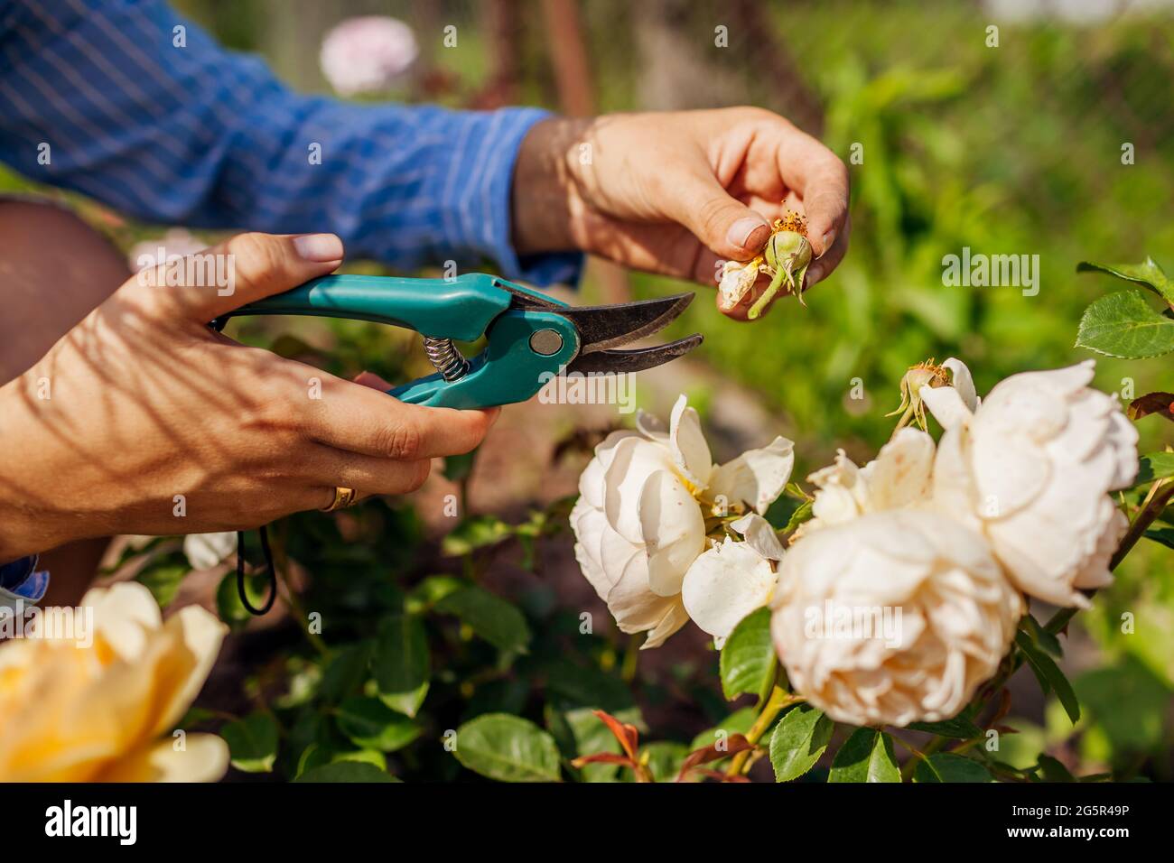 Donna deadheading rose secche in giardino estivo. Giardiniere che taglia i fiori secchi fuori con potatore. Foto Stock