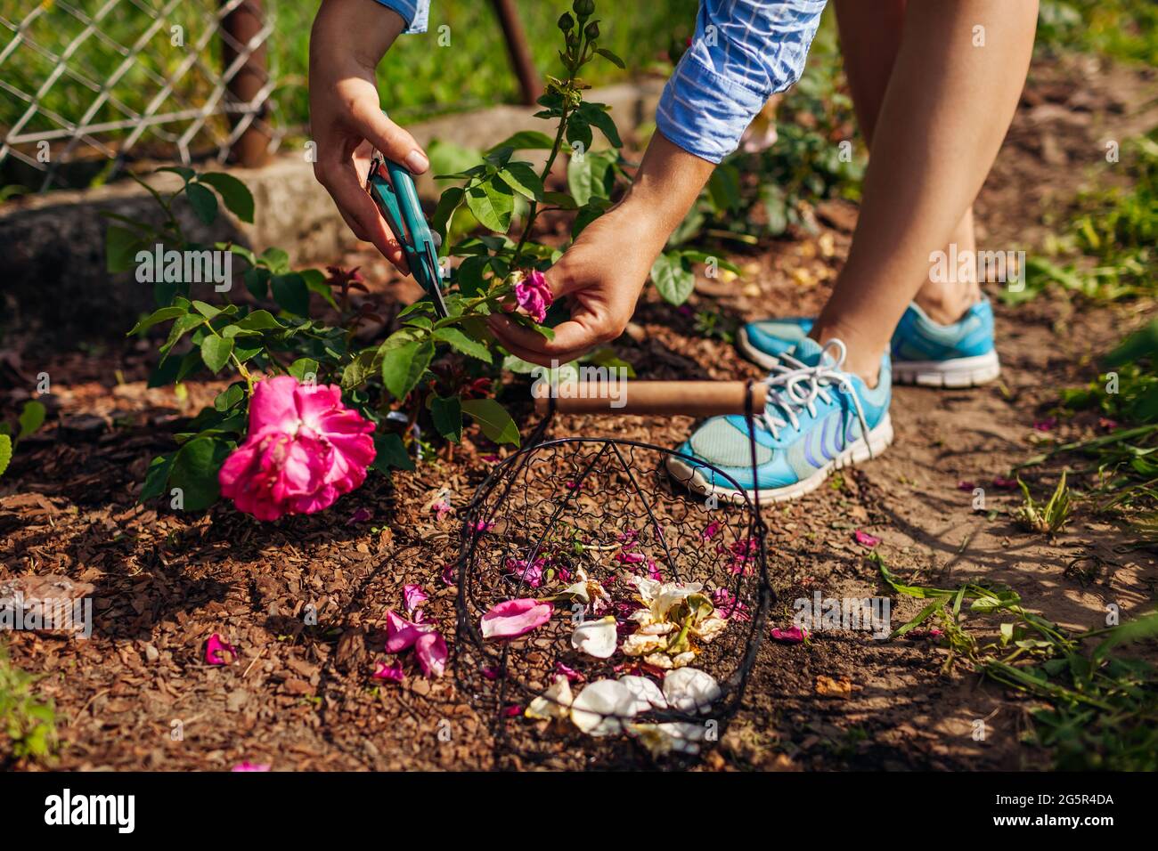 Donna deadheading rose rosa in giardino estivo. Giardiniere che taglia i fiori secchi fuori con potatore. Foto Stock