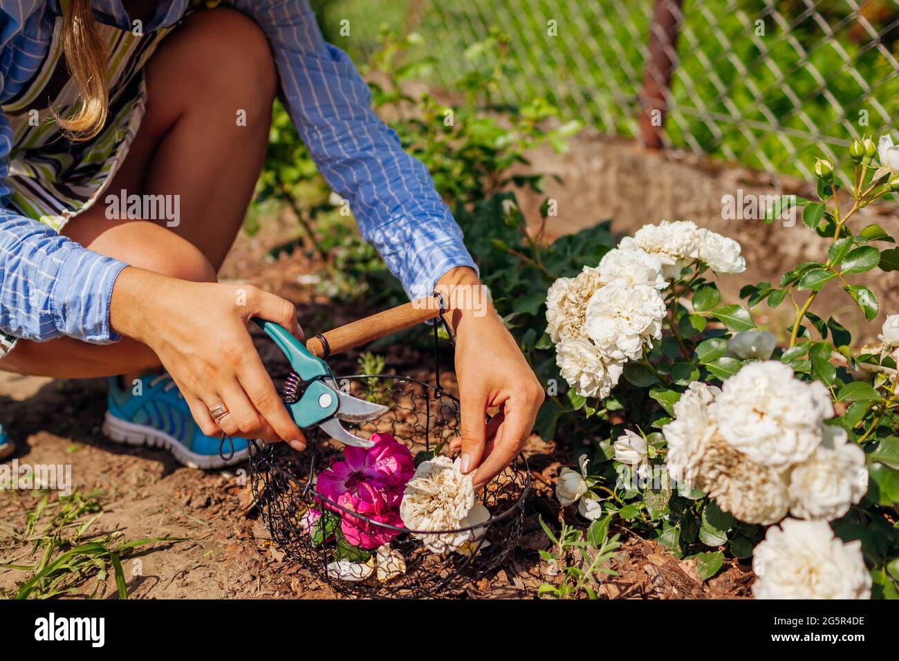 Deadheading donna ha speso fiori di rosa in giardino d'estate. Giardiniere che taglia i fiori secchi fuori con potatore. Foto Stock