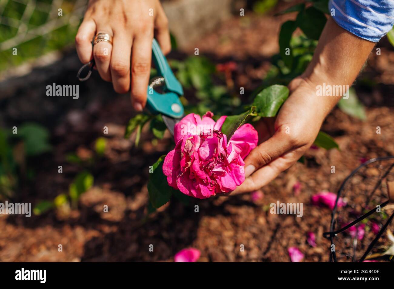 Donna deadheading William Shakespeare rose nel giardino estivo. Giardiniere che taglia i fiori secchi fuori con potatore. Foto Stock