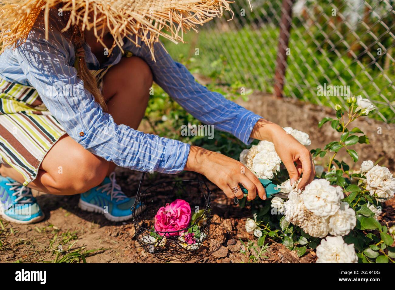 Giovane donna deadheading rose bianche nel giardino estivo. Giardiniere che taglia i fiori secchi fuori con potatore. Foto Stock