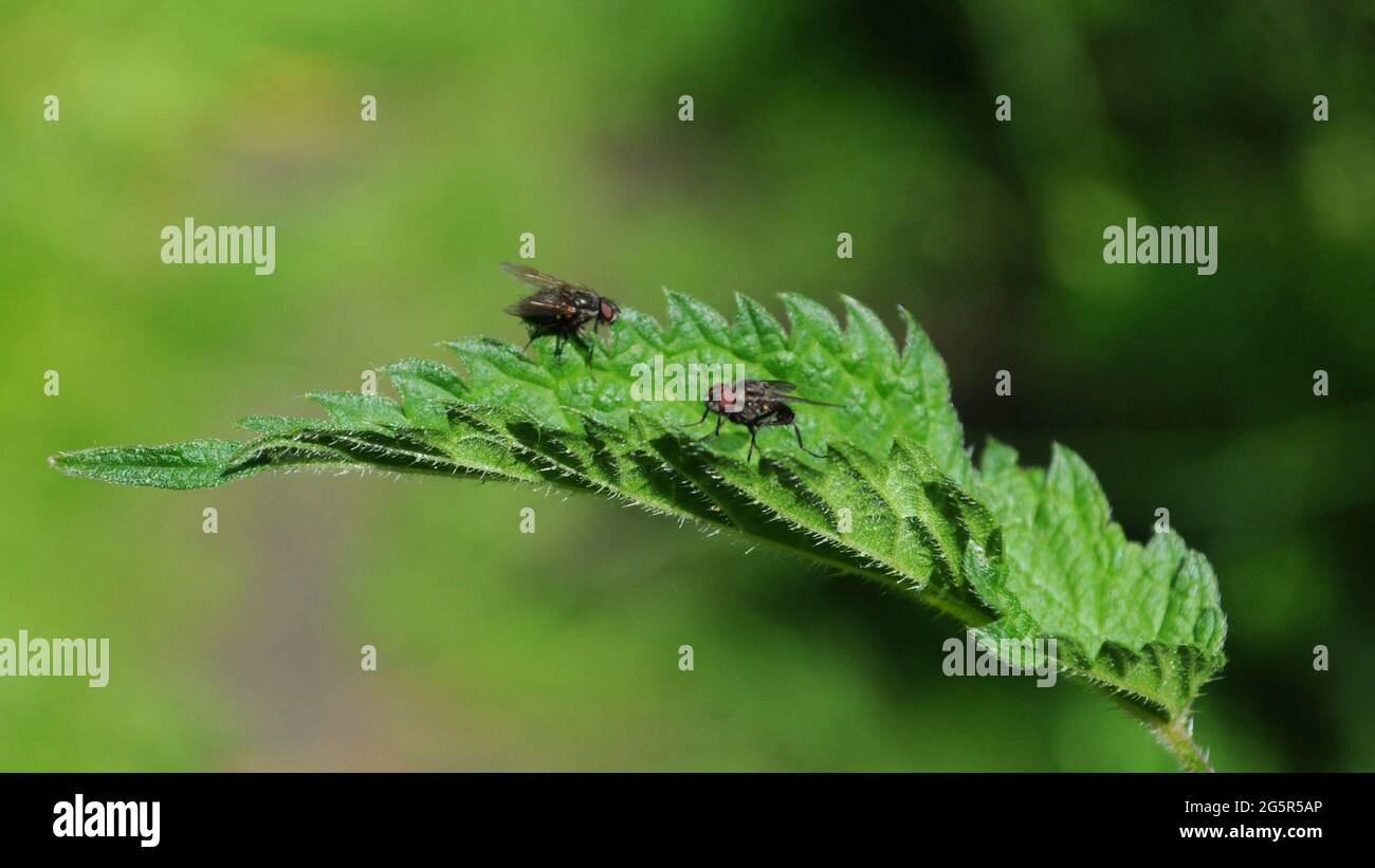 Casa mosche (F. Muscidae) su foglia di ortica (Urtica sp) in Mill Hill Old Railway Nature Reserve, Barnet, Londra, Regno Unito. Foto Stock