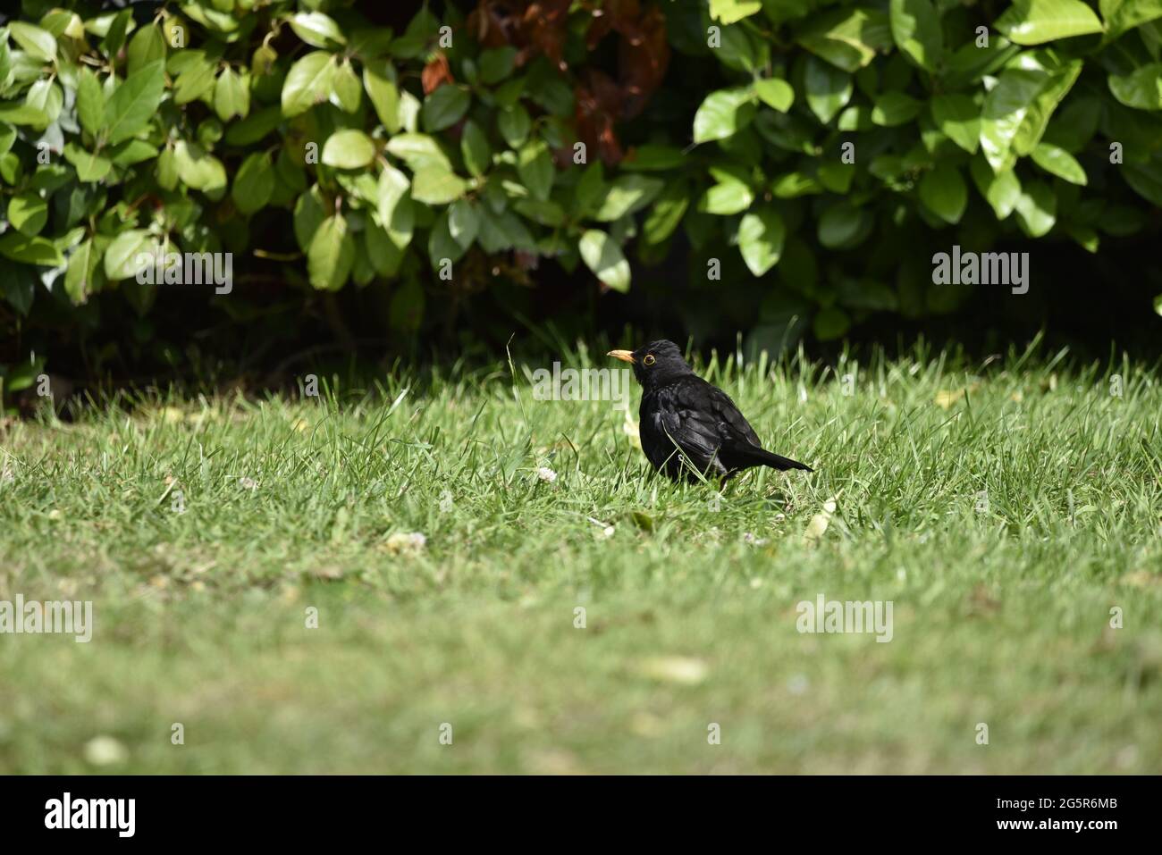 Maschio comune Blackbird (Turdus merula) in piedi su erba al sole guardando verso un filo d'oro in estate nel Mid-Wales Foto Stock