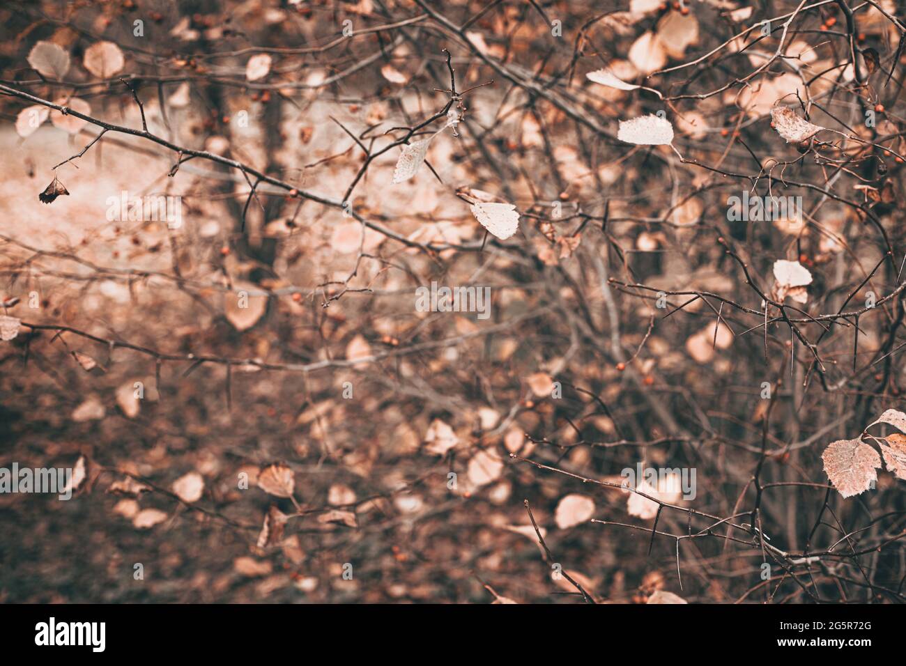 scena autunnale con foglie arancioni e rami bruni sfocati Foto Stock