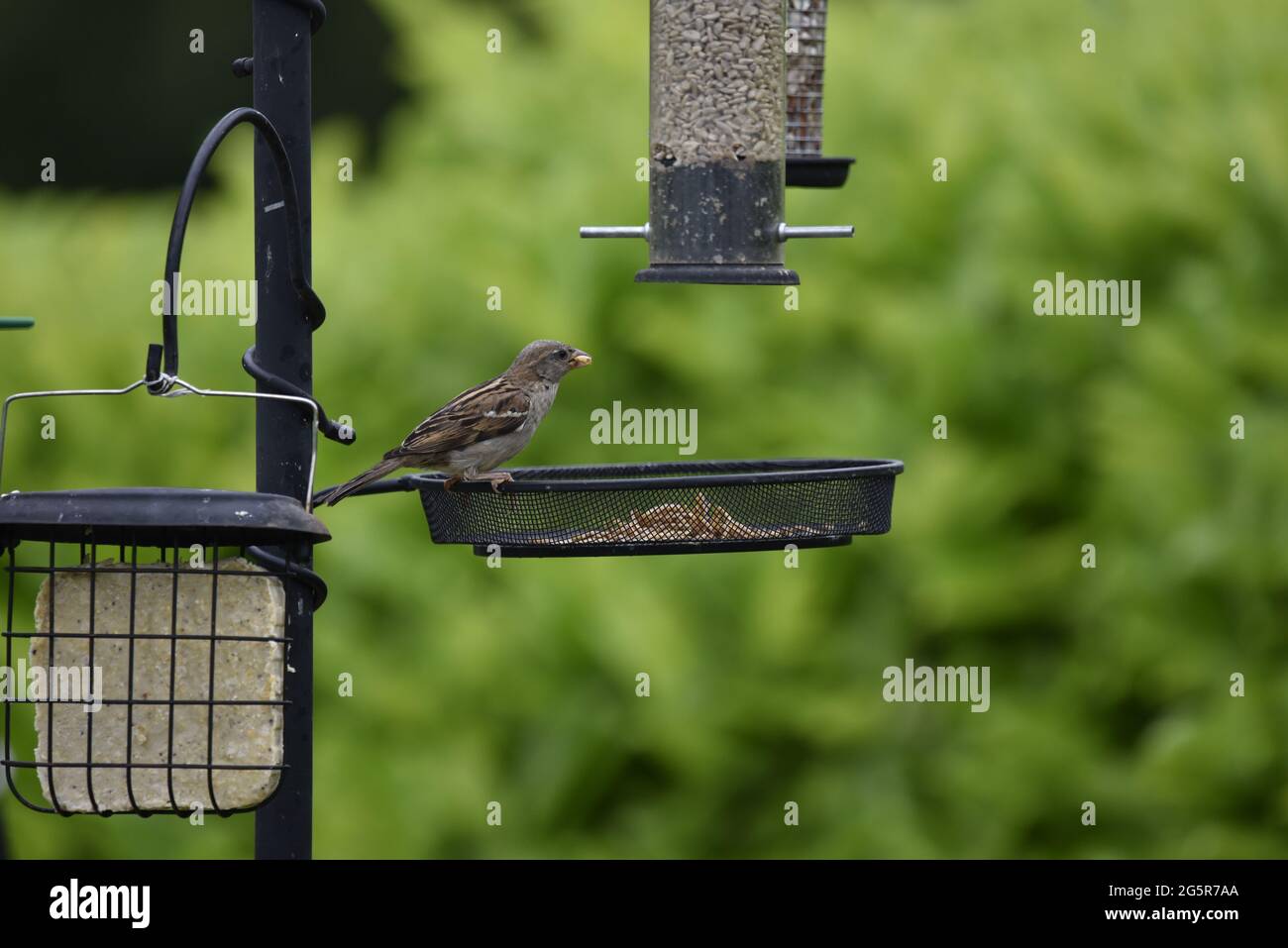 Female House Sparrow (Passer domesticus) appollaiato sul bordo di un cestino di verme su una stazione di alimentazione degli uccelli in un giardino in Galles in estate Foto Stock