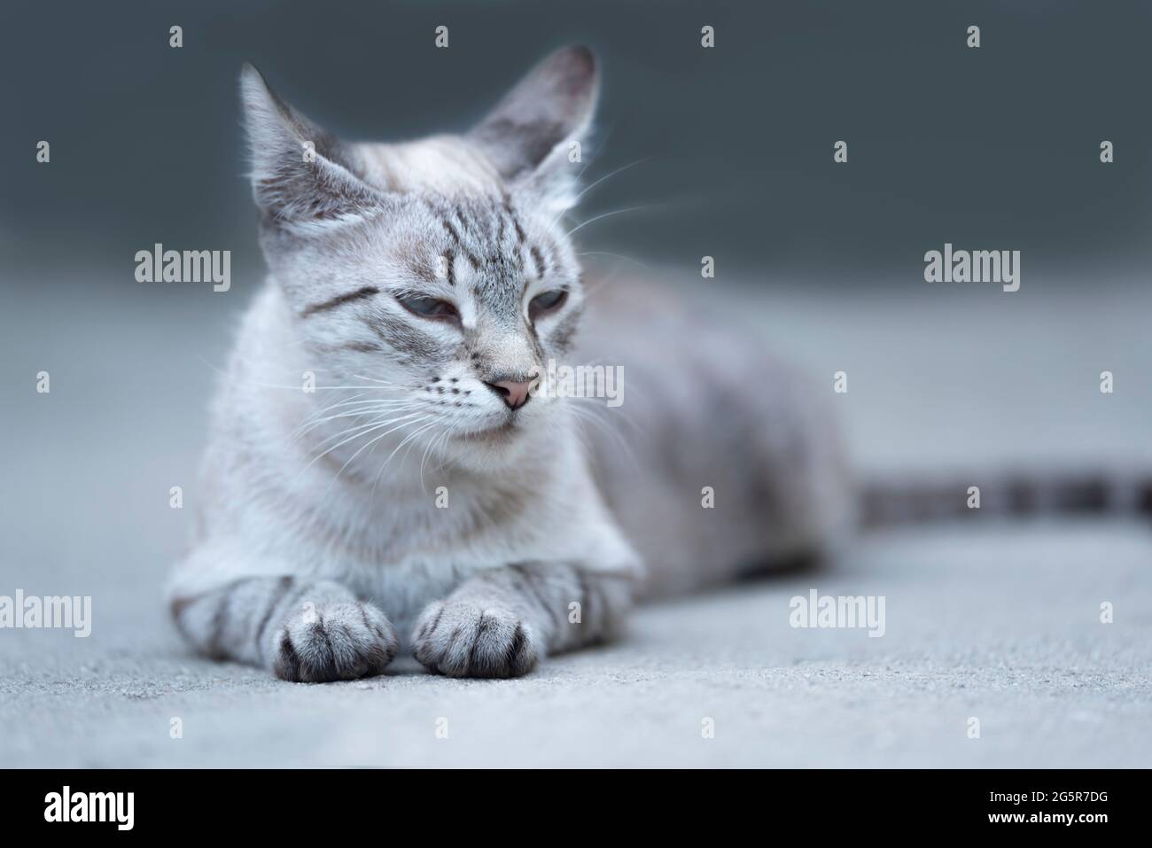 Bel gatto con occhi squinched, pelo a righe, relax su cemento, nel cortile Foto Stock