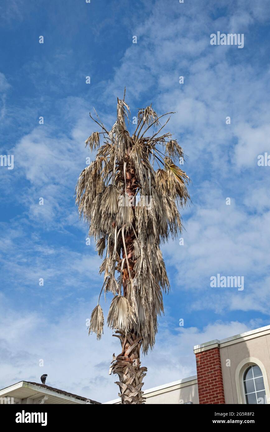 Sabal palme in Alachua, Florida afflitti con la malattia letale del Bronzing. Foto Stock