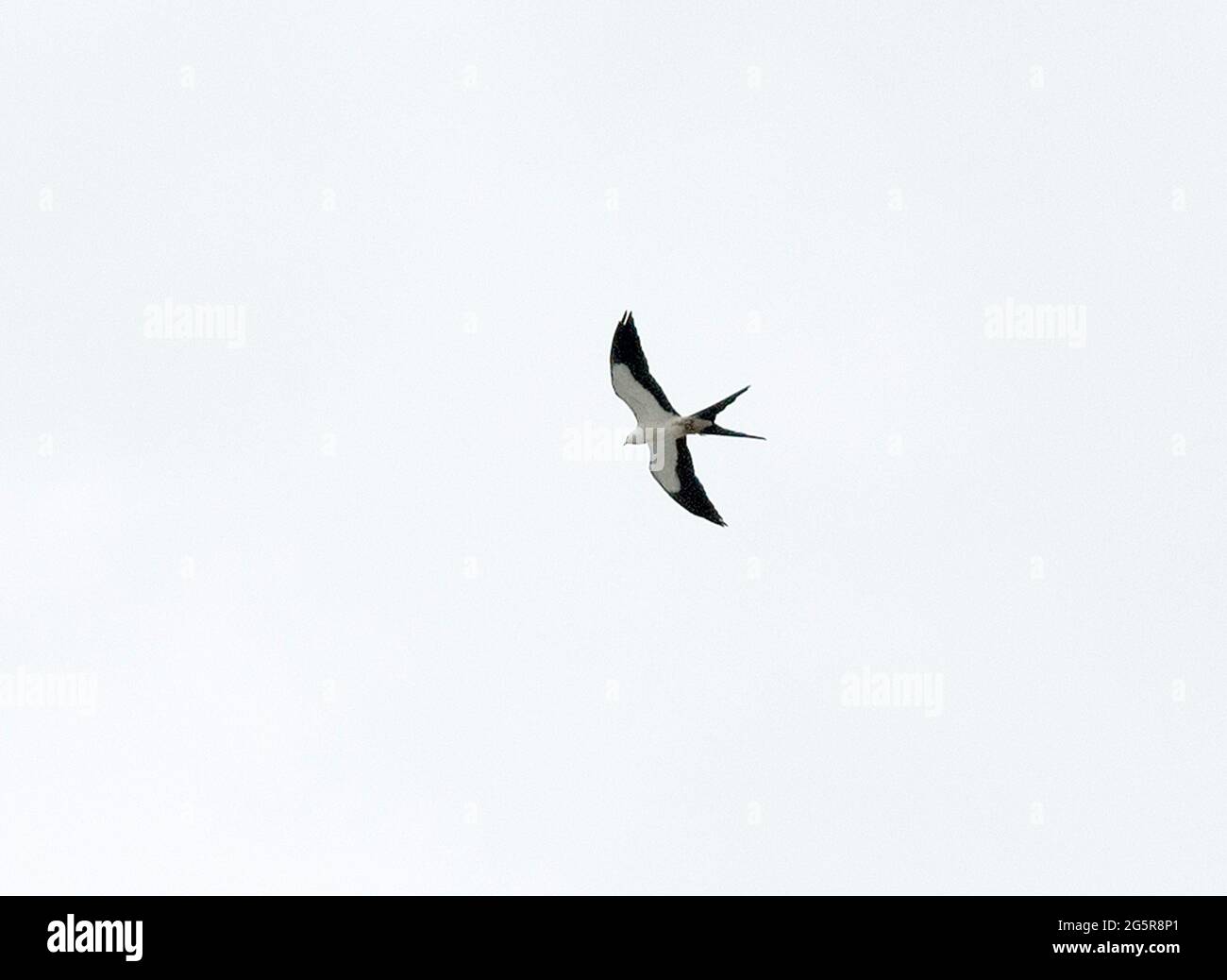 Un kite con coda di rondine che naviga senza sforzo sul nord della Florida centrale. Foto Stock