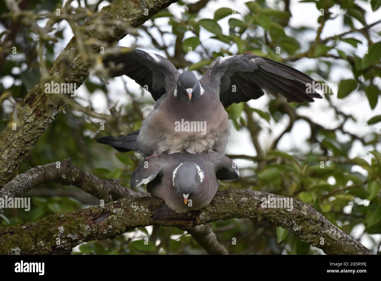 Primo piano di una coppia di Woodpigeons comuni (Columba Palumbus) con Male on Top con Wings Spread, entrambi di fronte a Camera, in estate in Galles Foto Stock