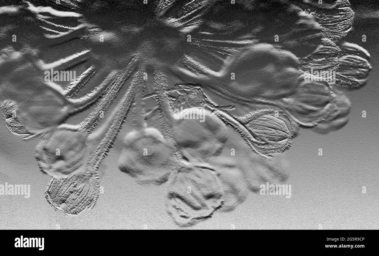 Vista delle piante di Milkweed in un giardino Foto Stock