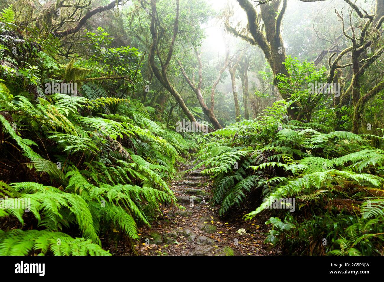foresta nel parco rurale di Anaga (isola di Tenerife Foto stock - Alamy