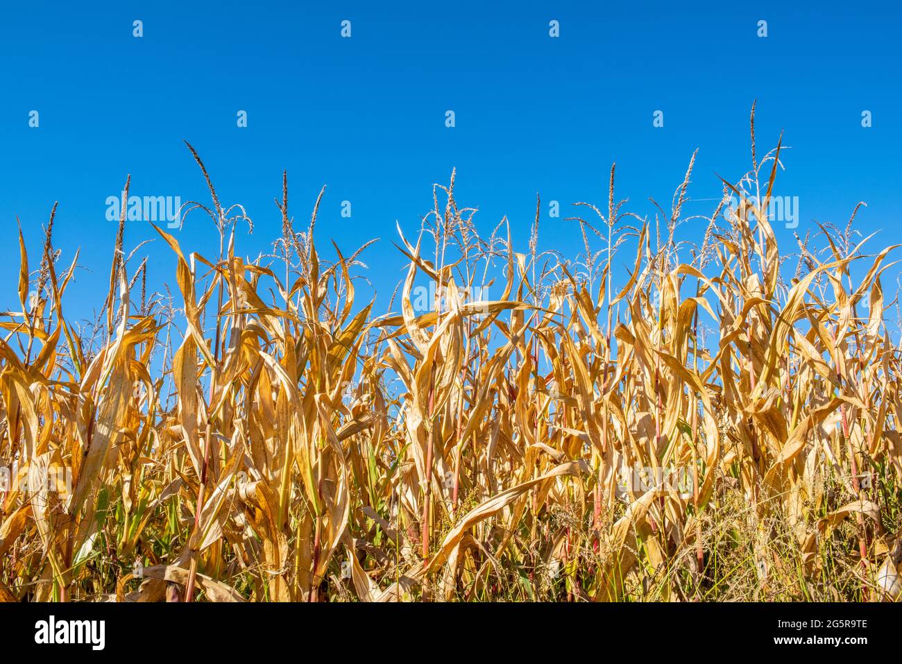 Calore in estate con temperatura elevata e mancanza di acqua Foto Stock