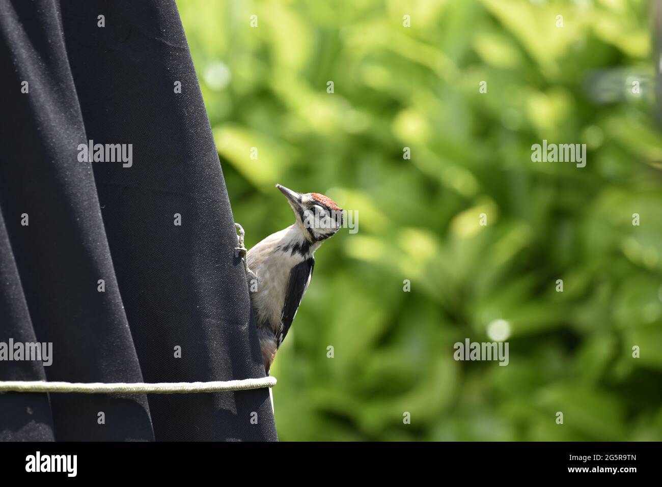 Giovane Picchio a puntini (Dendrocopos Major) aggrappato al lato destro di una copertura di Parasol Giardino in un giorno di sole a metà Galles, Regno Unito nel mese di giugno Foto Stock