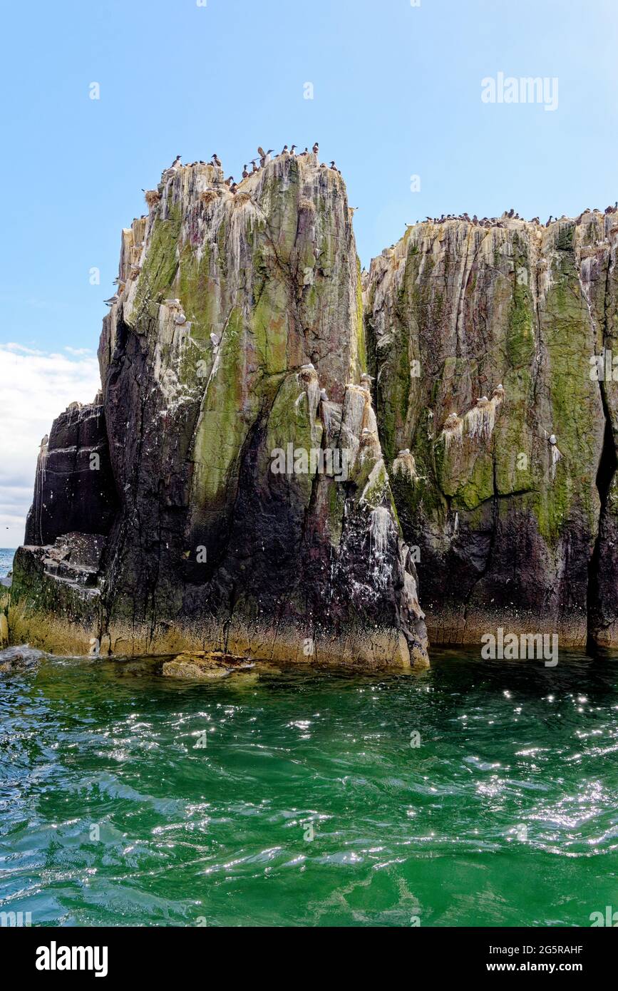 Kittiwakes (Rissa Tridactyla) nidificanti su creste di roccia sulle Isole Farne, Northumberland, Regno Unito Foto Stock