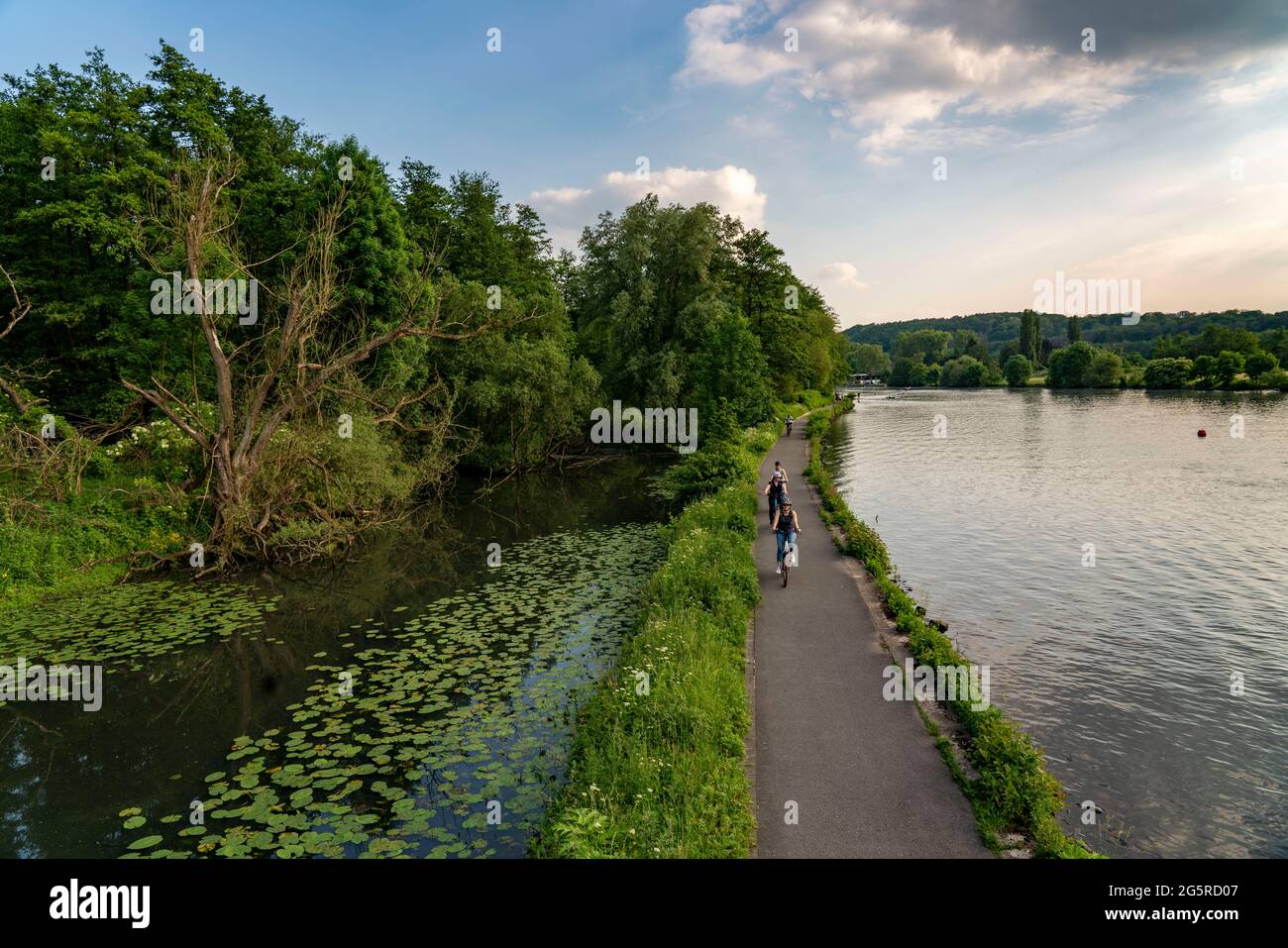 Il Leinpfand, sentiero escursionistico, pista ciclabile, lungo la Ruhr, sulla parte sinistra di un vecchio braccio della Ruhr, nel Saarn-Mendener Ruhraue, riserva naturale, Mü Foto Stock
