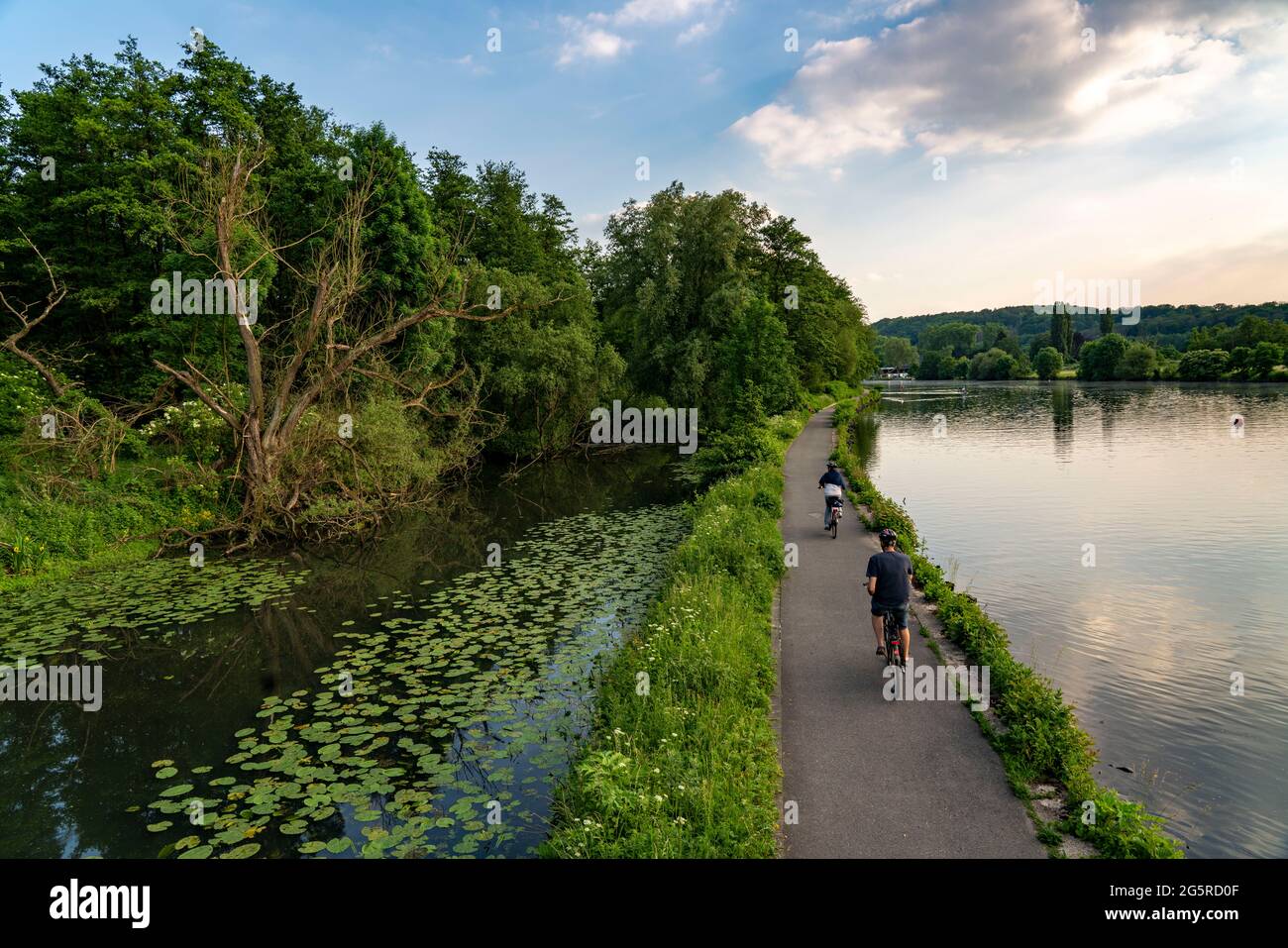 Il Leinpfand, sentiero escursionistico, pista ciclabile, lungo la Ruhr, sulla parte sinistra di un vecchio braccio della Ruhr, nel Saarn-Mendener Ruhraue, riserva naturale, Mü Foto Stock