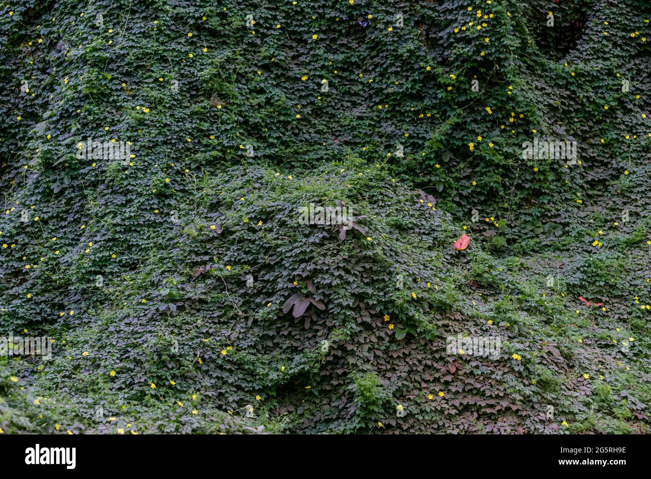 Tenda di foglie superriduttore sopra rami di alberi nel Mato Grosso Pantanal. Foto Stock